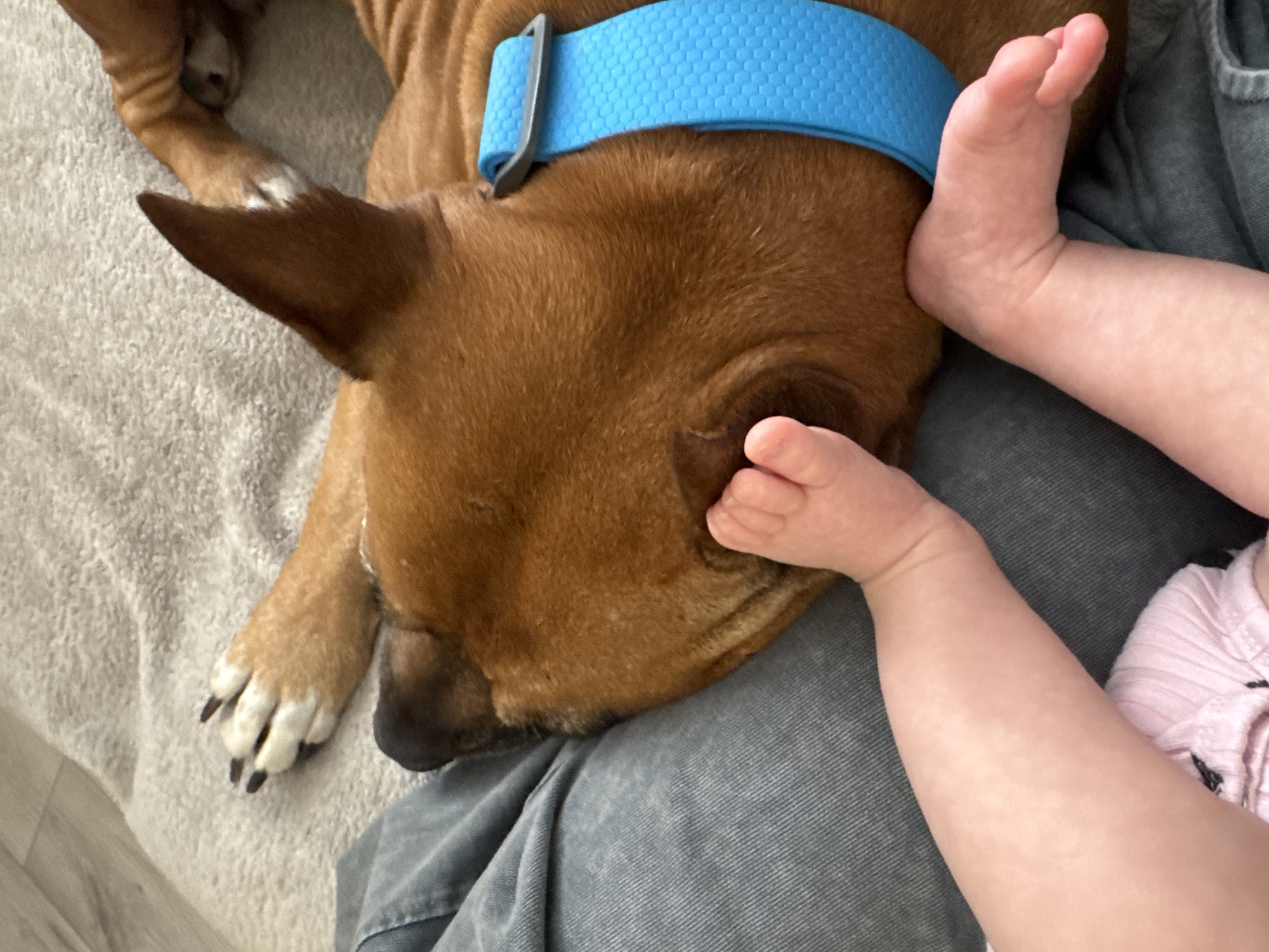 An overhead, close-up shot captures a serene indoor scene featuring a brown dog and a baby in Sofiivska Borshchahivka, Ukraine. The main subject is a short-haired, brown dog, likely a mixed breed, seen resting peacefully. It wears a distinctive bright blue collar with a textured, honeycomb-like pattern. The dog's head is nestled against a grey fabric, which appears to be clothing or a blanket, and is gently touching a baby's limb. The dog has prominent, pointed ears and a smooth brown coat, with its visible paw showing white markings and dark claws.
On the right side of the frame, a baby's fair-skinned feet and a portion of an arm are visible. One tiny foot is positioned near the dog's head, almost resting on its ear, while another foot is slightly higher, touching the dog's cheek area. Part of the baby's arm, dressed in a light pink, possibly striped, garment, is also seen. The overall impression is one of calm and gentle interaction between the dog and the infant, suggesting a moment of quiet companionship. The setting includes a soft, light-colored blanket or rug, and hints of a wooden floor, indicating a cozy, domestic environment. There is no visible text in the image.