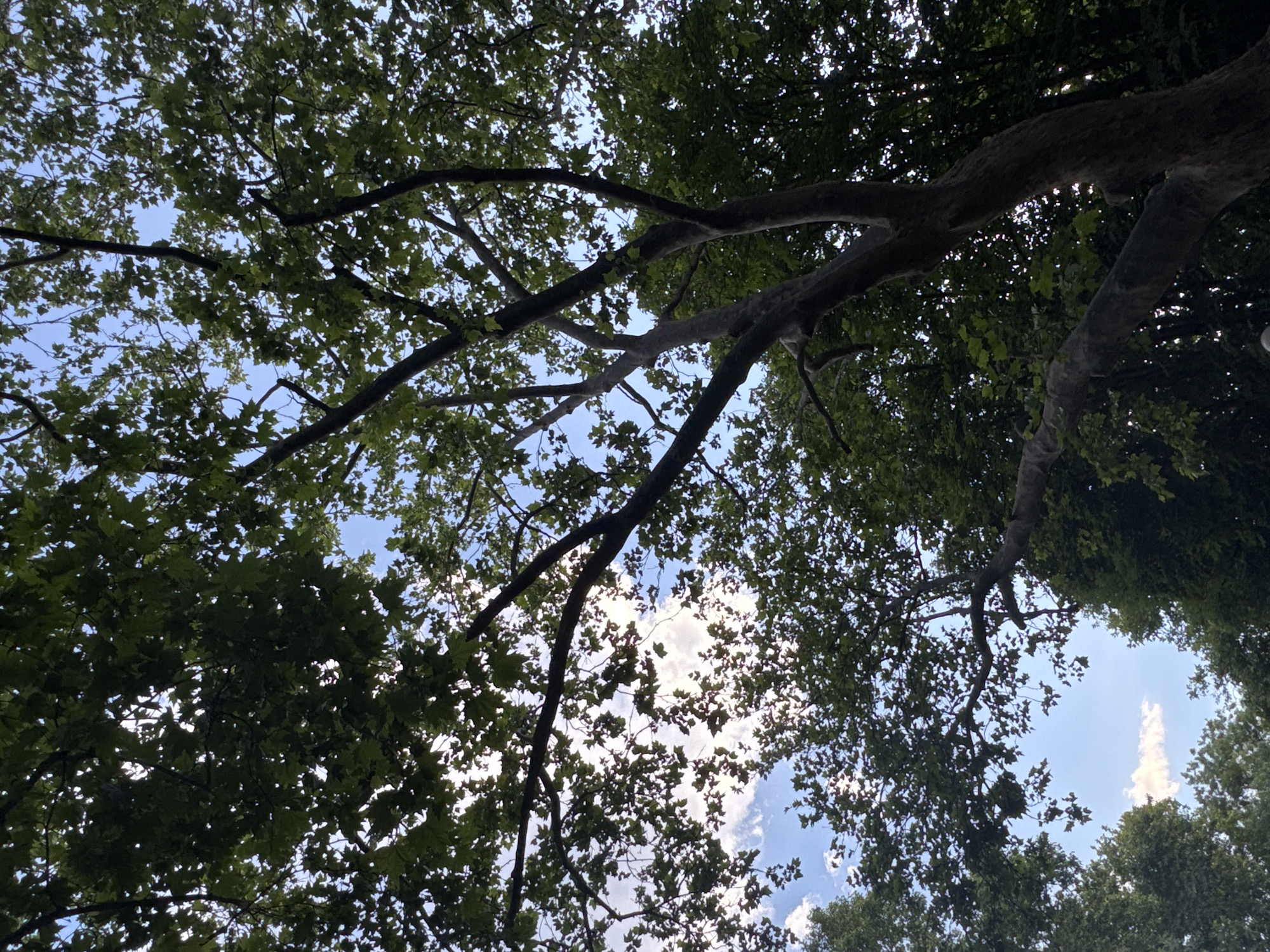 The image shows a view looking up through the branches and leaves of a large tree, likely a plane tree given the shape of some of the leaves. The sky is visible in patches between the foliage, with a clear blue sky and scattered white clouds. Sunlight filters through the leaves, creating a dappled effect. The tree's trunk and branches are thick and gnarled, suggesting it is mature. The overall impression is one of looking up at a canopy of leaves against a bright sky. The image does not contain any discernible elements that would allow for the specific identification of a location within the city of Plovdiv, Bulgaria. There are no people, animals, or specific landmarks visible.