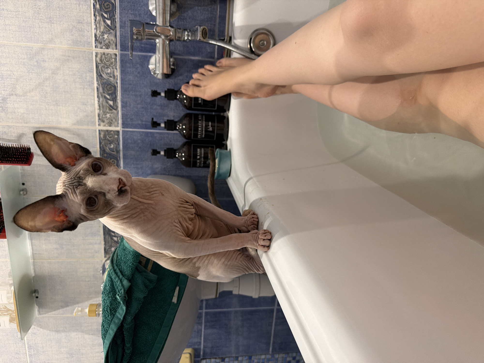 The image shows a Sphynx cat sitting on the edge of a bathtub. The cat is light-skinned with wrinkles and large ears. Its paws are gripping the side of the tub. In the background, there is a shower faucet and three dark bottles with pumps, likely containing soap or shampoo. The bathtub is white and filled with water. The walls are tiled with blue and white patterns. A person's legs and feet are visible in the tub. One foot is resting on the side of the tub near the bottles. The image appears to have been taken indoors, likely in a bathroom. The lighting suggests it is daytime.