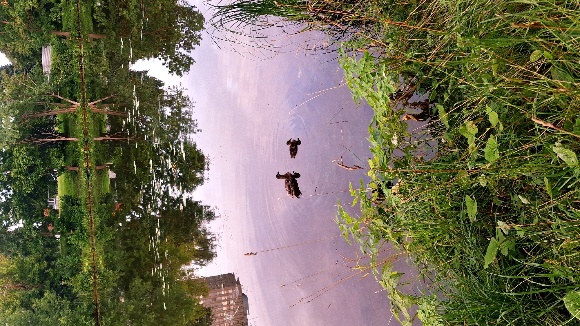 The image depicts a serene natural scene on a body of water, likely a river or a pond, with lush green vegetation lining the bank in the foreground. Two ducks are swimming in the calm water, leaving faint ripples. The water reflects the surrounding trees and a building, creating a mirror-like effect. The overall atmosphere is peaceful and tranquil. This scene is located in Riga, Latvia, specifically on the Daugava River, near the Akmens Bridge. The building visible in the reflection is the Latvian Academy of Sciences.