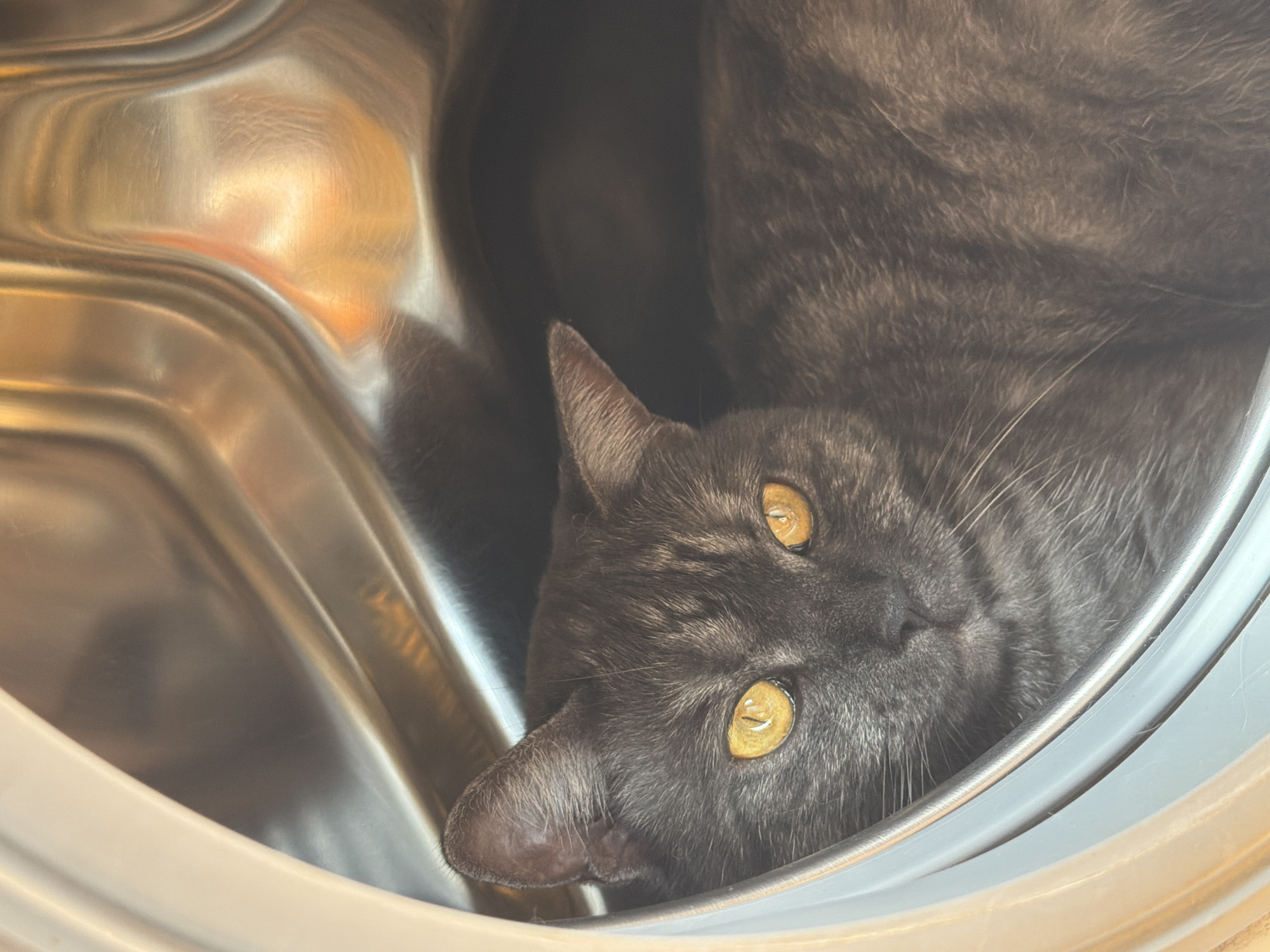 A close-up shot captures a dark gray cat with striking amber eyes peeking out from the opening of a stainless steel drum, likely a washing machine or dryer. The cat is positioned on the left side of the frame, with its head and front paws visible. The background of the drum is metallic and curved, reflecting ambient light with warm, golden hues. The foreground shows the white rim of the drum's opening, partially obscuring the cat's body. The image provides no information about its location in Naberezhnye Chelny, Russia.