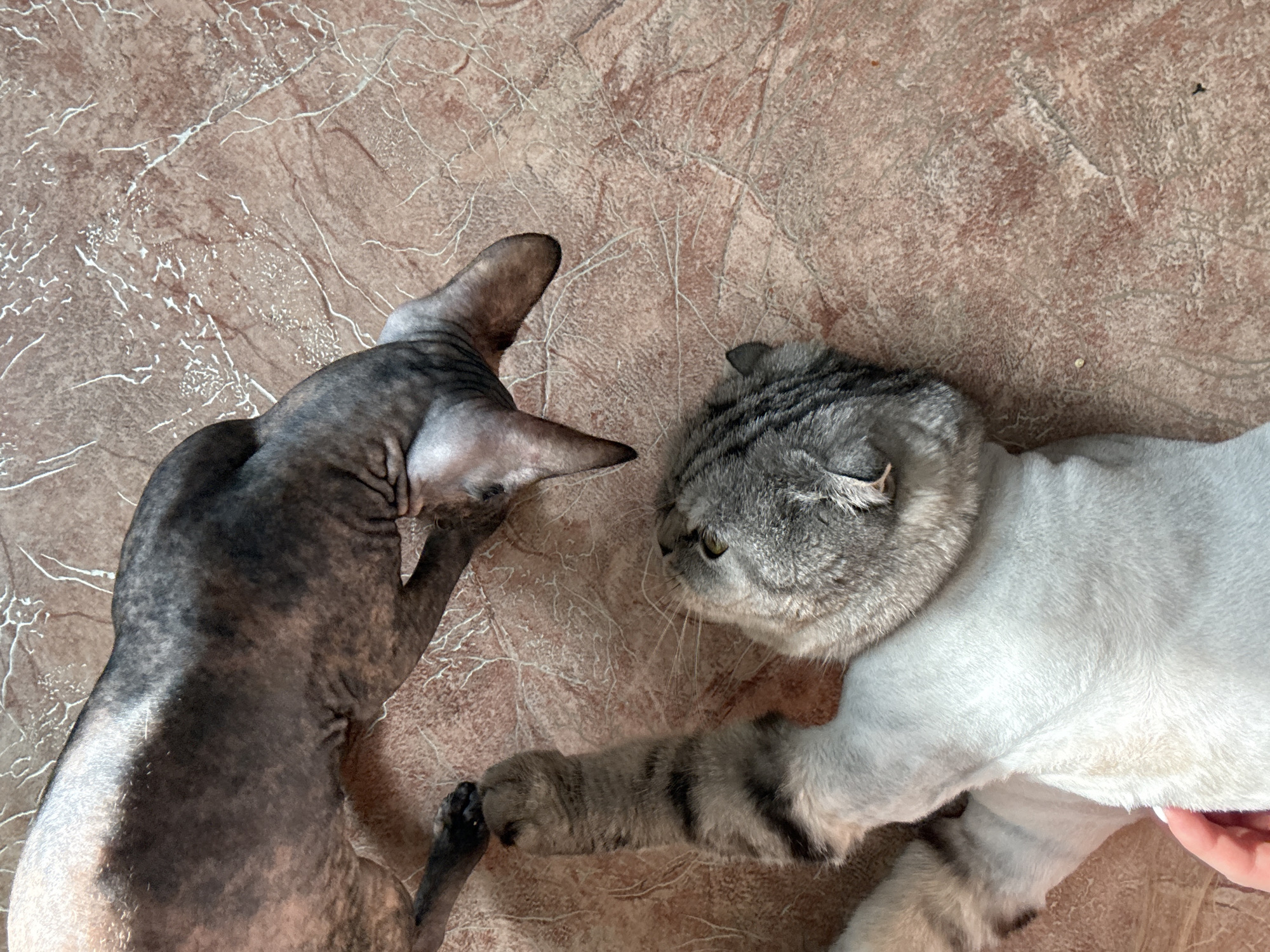 An overhead shot captures two cats interacting on a patterned floor. To the left is a hairless Sphynx-type cat, displaying mottled grey and brown skin, lying on its back with its head turned towards the other cat. Its front paw is extended. On the right, a Scottish Fold-type cat with a grey tabby head and mostly white, seemingly shaved or short-haired body, lies on its side, facing the Sphynx cat. Its paw gently touches the Sphynx cat's extended paw, creating a tender moment between them. A human hand, possibly petting or holding the white-furred cat, is partially visible on the far right. The cats appear calm and relaxed, engaged in a gentle interaction. The setting is indoors, featuring a brown and tan floor with white, vein-like patterns, resembling stone or marble tiles. No text is visible in the image.
