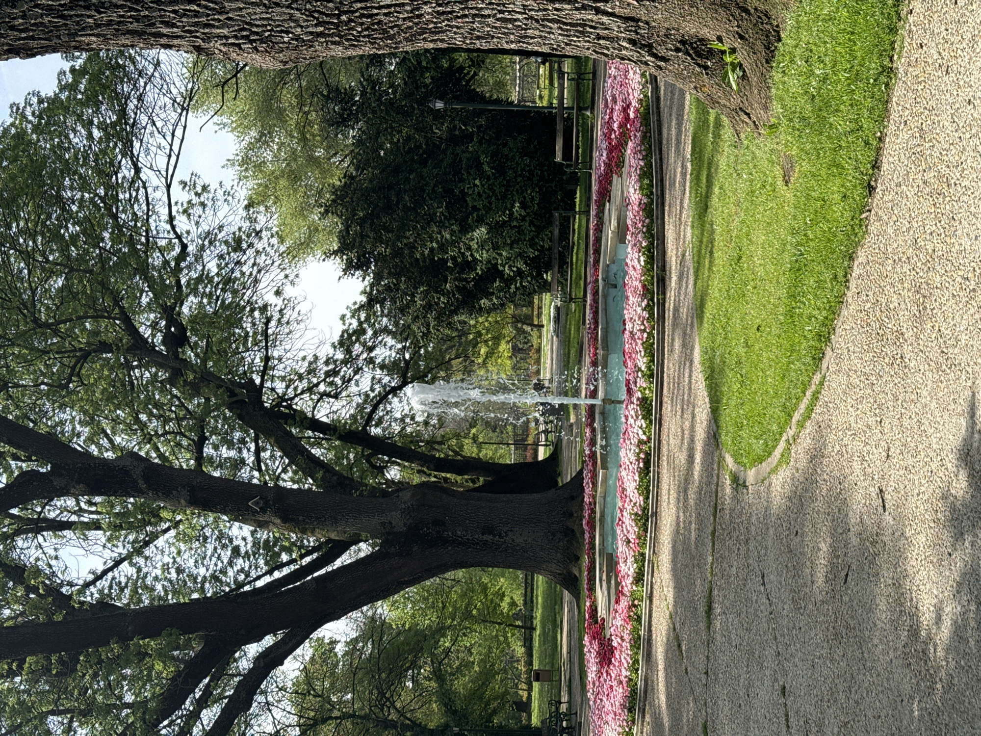 The image shows a view from within City Park "Sveti Georgi" in Dobrich, Bulgaria. A large tree trunk dominates the left side of the frame. A fountain is centered in the midground, surrounded by pink flowers in raised beds. A gravel path runs along the right side, bordered by grass. Benches are visible in the background, along with trees and a lamp post.