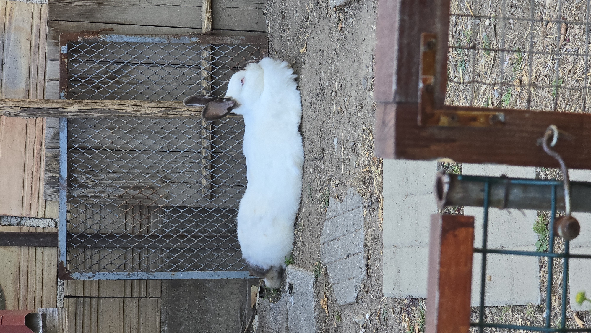 A white rabbit with brown ears and a brown tail is lying on the ground. The rabbit is in an outdoor enclosure with a wire mesh fence in the background. There are concrete slabs and dirt on the ground. A wooden fence is in the foreground, partially obscuring the view of the enclosure. The lighting suggests it is daytime. The location is Unknown, Unknown.