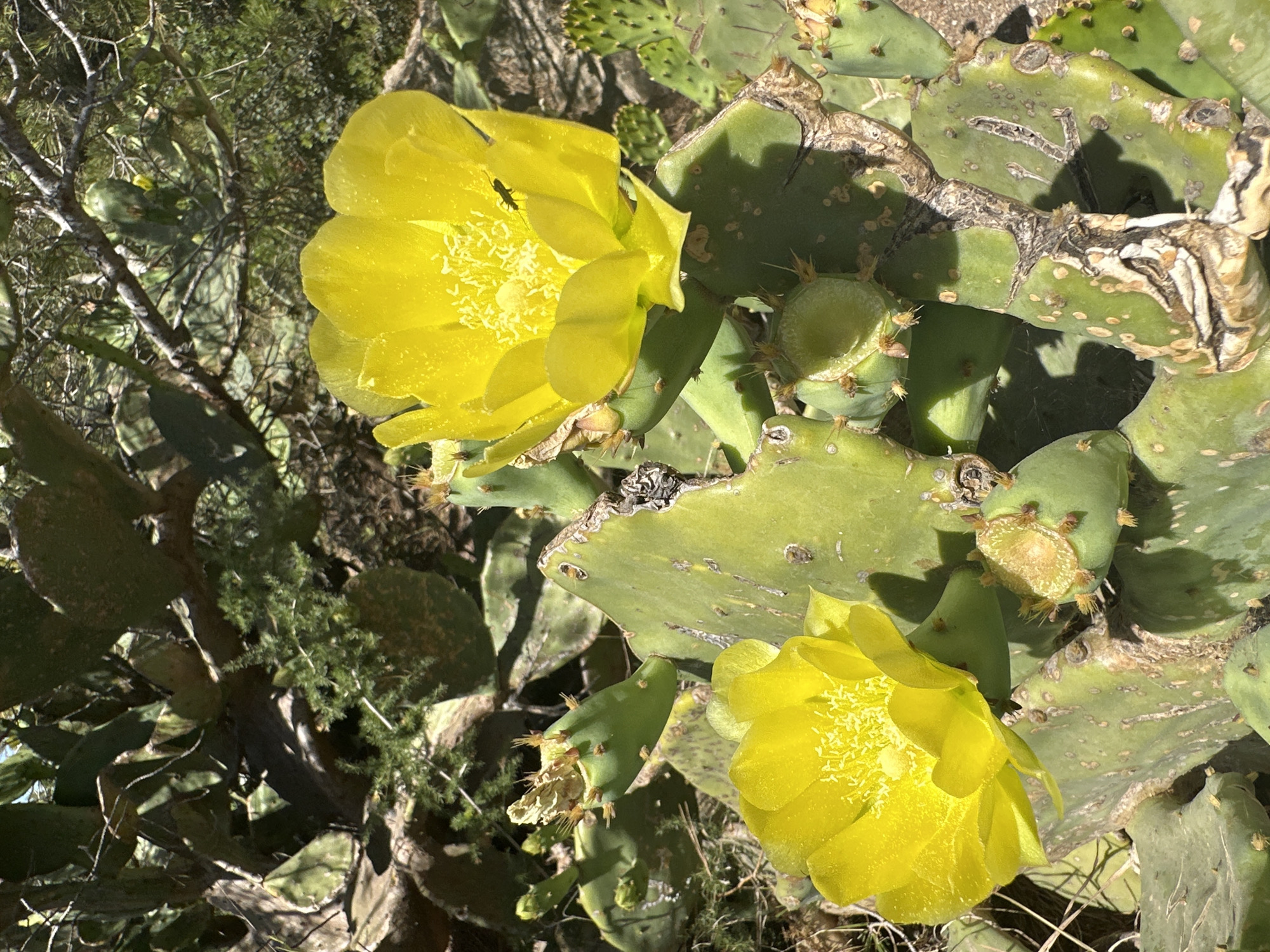 The image shows a close-up of a prickly pear cactus with two bright yellow flowers in bloom. One flower is prominently displayed in the foreground to the left, and another larger one is slightly to the right and behind it. The flowers have numerous delicate yellow stamens in the center. A small dark insect is visible on the upper right petal of the larger flower. The cactus pads are green and flat, with some appearing mature and showing signs of wear, while others are newer growth. Small green buds or young fruits are also visible on the plant. The background consists of more of the cactus plant, along with dry branches and sparse green foliage, suggesting an arid or semi-arid environment. The lighting indicates a sunny day, casting shadows on the cactus pads. This scene is located in the city of Hyères, France.