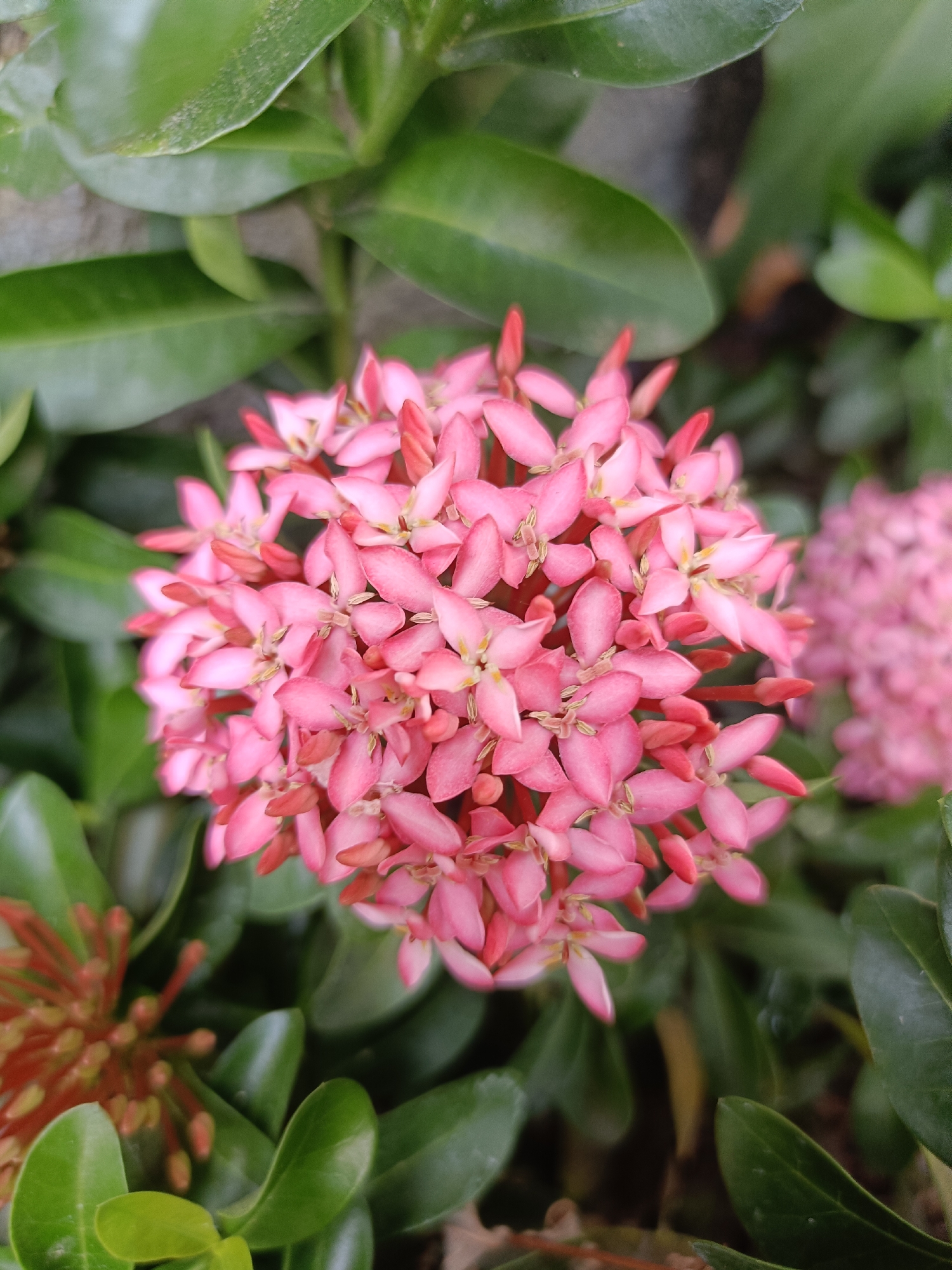 The image is a close-up, eye-level shot of a cluster of bright pink ixora flowers. The flowers are densely packed in a spherical shape, with individual blossoms having four pointed petals and visible stamens. The petals are a vibrant pink, with some darker pink or red accents at the tips and along the edges. The leaves of the plant are a deep green, glossy, and ovular, providing a lush backdrop. In the background, another, slightly out-of-focus cluster of pink ixora flowers is visible, suggesting a larger plant or planting. To the lower left, a developing cluster of red ixora buds is also present. The lighting appears natural, possibly from daylight, highlighting the texture and colors of the flowers and foliage. The image does not contain any people or specific urban elements that would directly indicate its location within Kediri City, Indonesia, beyond the general classification of a natural outdoor setting with flowering plants.