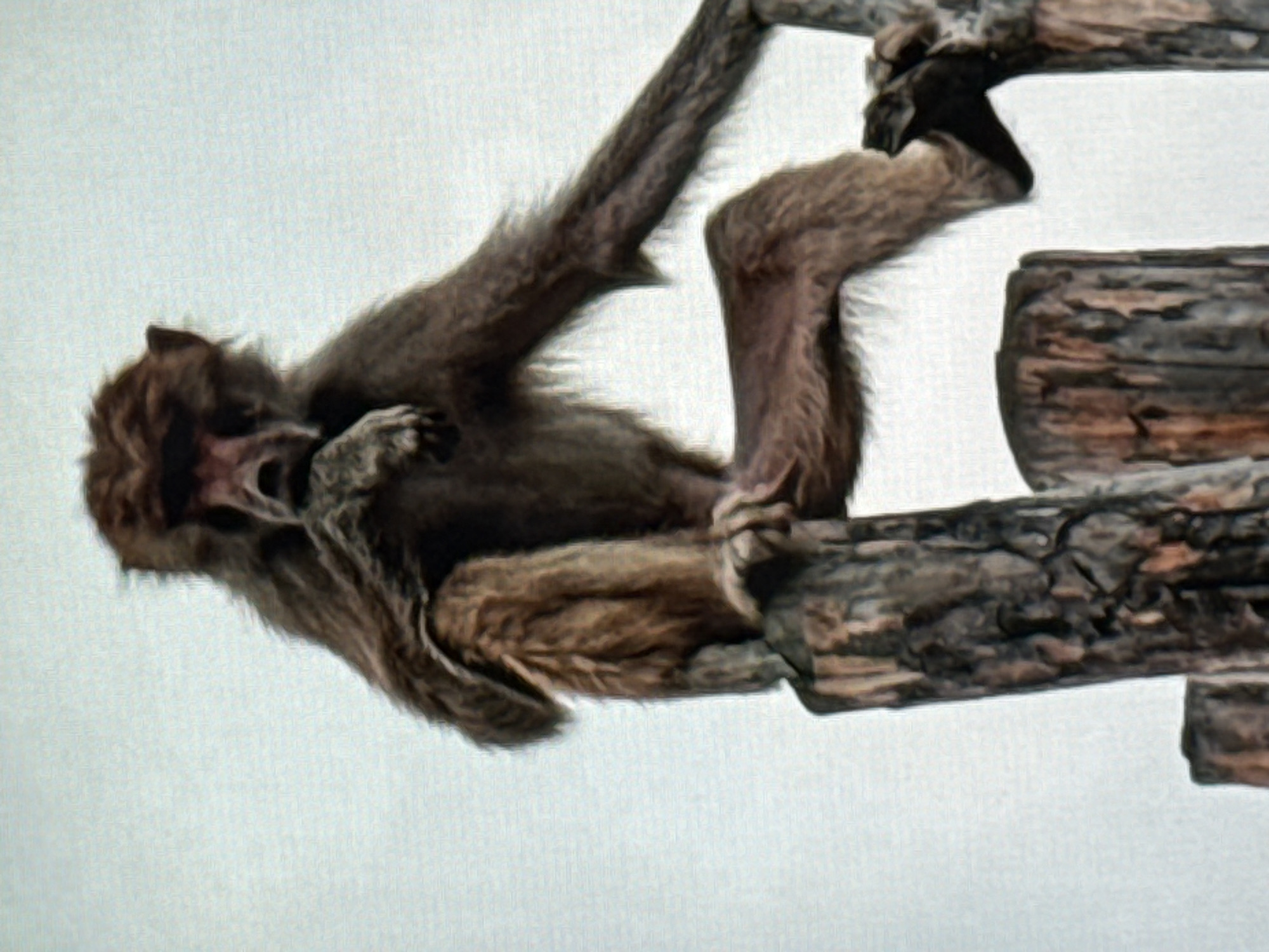 A baboon is sitting on top of a wooden post, with its left arm bent and resting on its chest. The baboon's right leg is crossed over its left leg. The baboon is looking to the left. The background is a light gray, and there are several other wooden posts in the background. This image was taken in Norilsk, Russia.