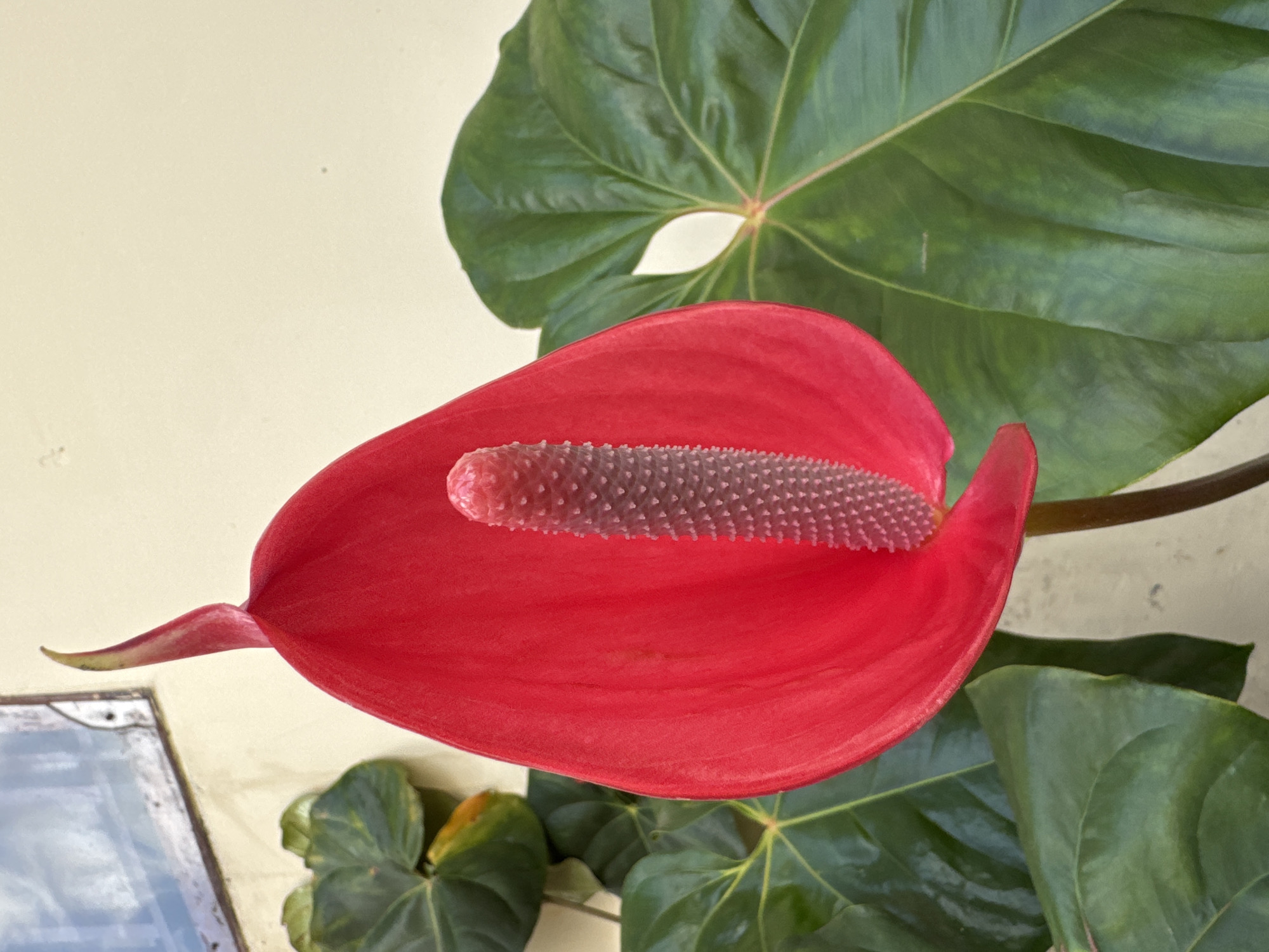 This image depicts a close-up of a red Anthurium flower in Baturiti, Indonesia. The flower's spadix is pink and textured, contrasting with the bright red spathe. Large, green leaves surround the flower. The backdrop consists of a light-colored wall. A window is partially visible on the left.
