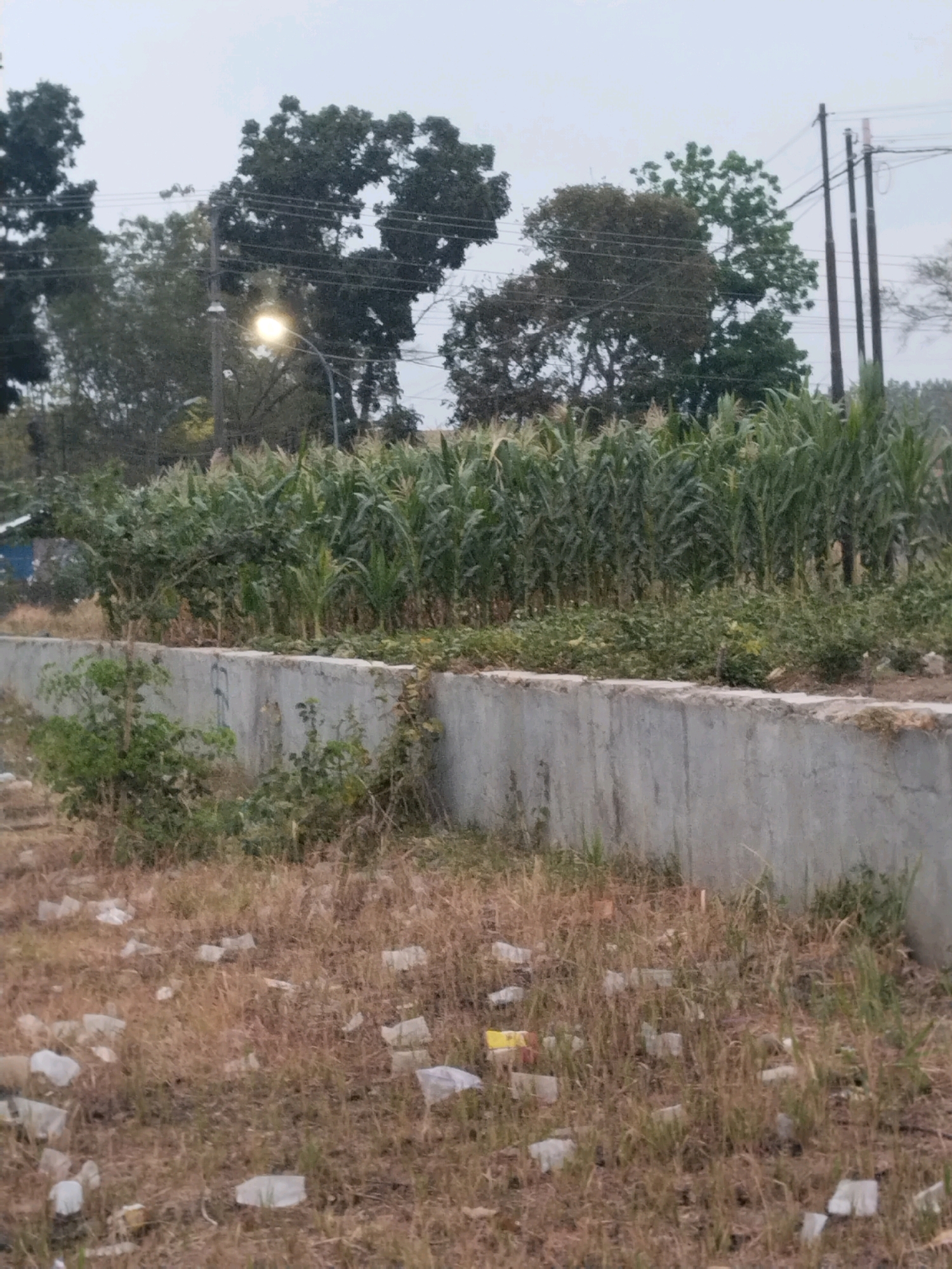 The image depicts an outdoor scene with a concrete wall in the foreground, separating a grassy area littered with white plastic debris from a field of tall corn stalks. Several trees are visible in the background, along with utility poles and a street light. The sky is overcast. The scene is located in Margasari, Indonesia.