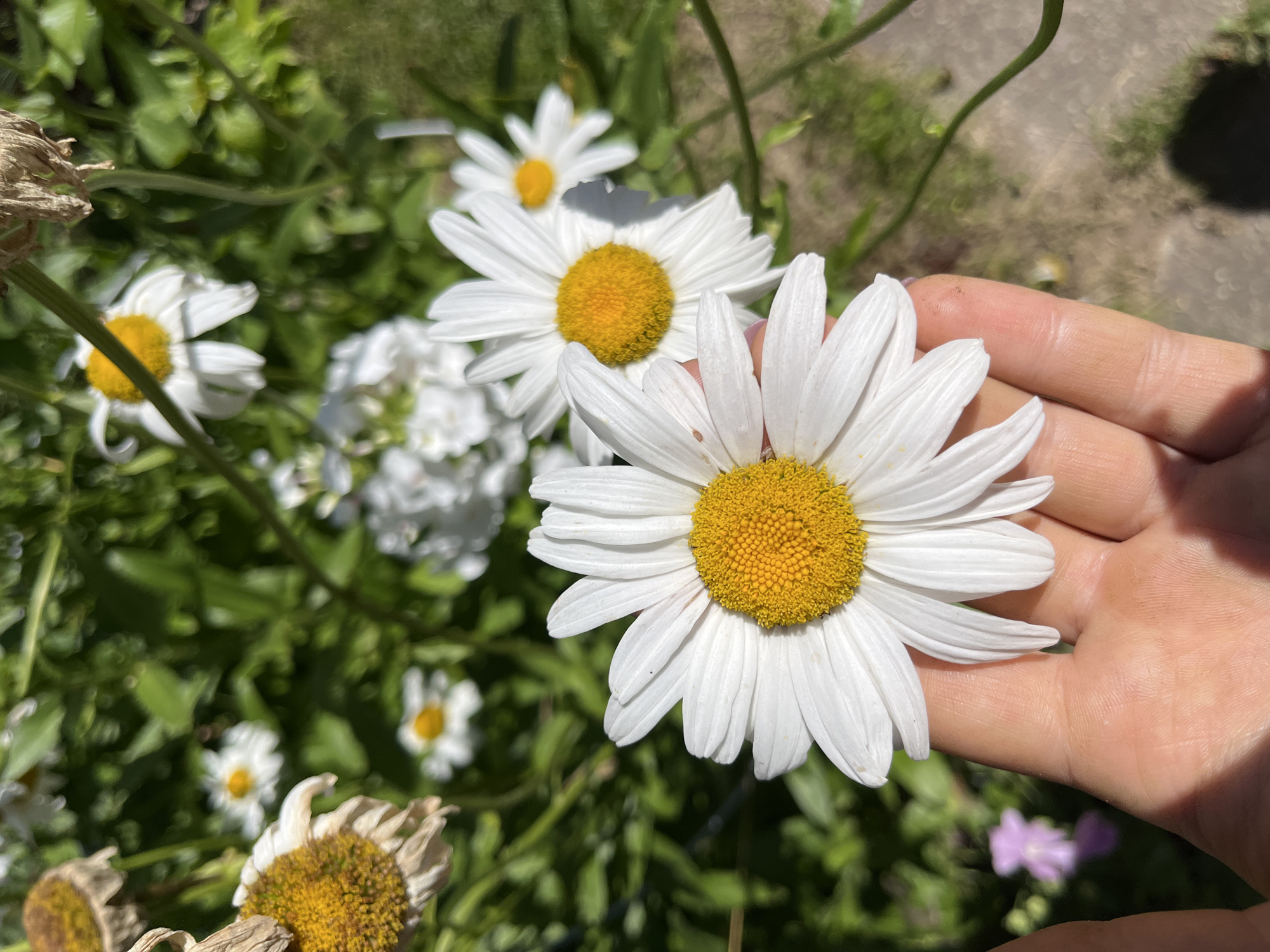 A close-up, eye-level shot captures a human hand gently holding a white daisy with a yellow center. The daisy is in focus, its petals fanned out, while the background is a blur of green foliage and other white daisies. A hint of a purple flower is visible in the lower left corner. The scene appears to be outdoors, likely in a garden or park, with a concrete path visible in the background. The lighting suggests it is daytime, with bright sunlight creating shadows. The image does not provide enough information to determine the specific location within Дунілавіцкі сельскі Савет, Belarus.