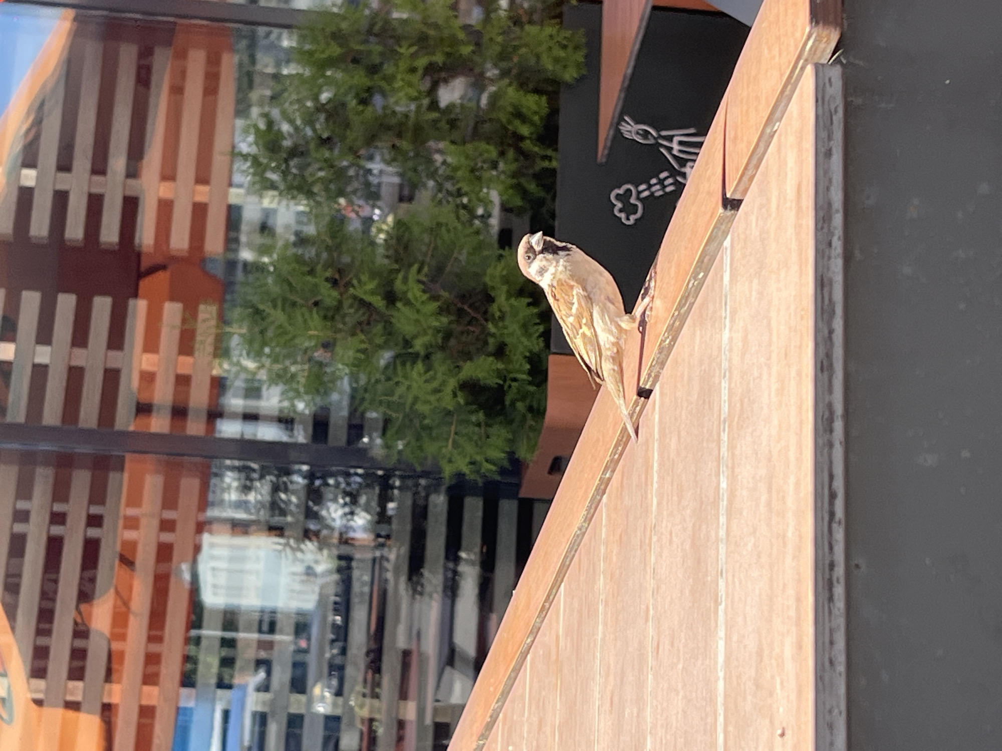 A house sparrow is perched on a wooden surface. The sparrow is facing left, with its head turned slightly towards the viewer. It has brown and white plumage with black markings around its eyes and on its throat. The wooden surface appears to be a table or bench. In the background, there is a reflection of buildings and trees in a glass window. The overall scene suggests an outdoor setting, possibly a cafe or public seating area in Klin, Russia.