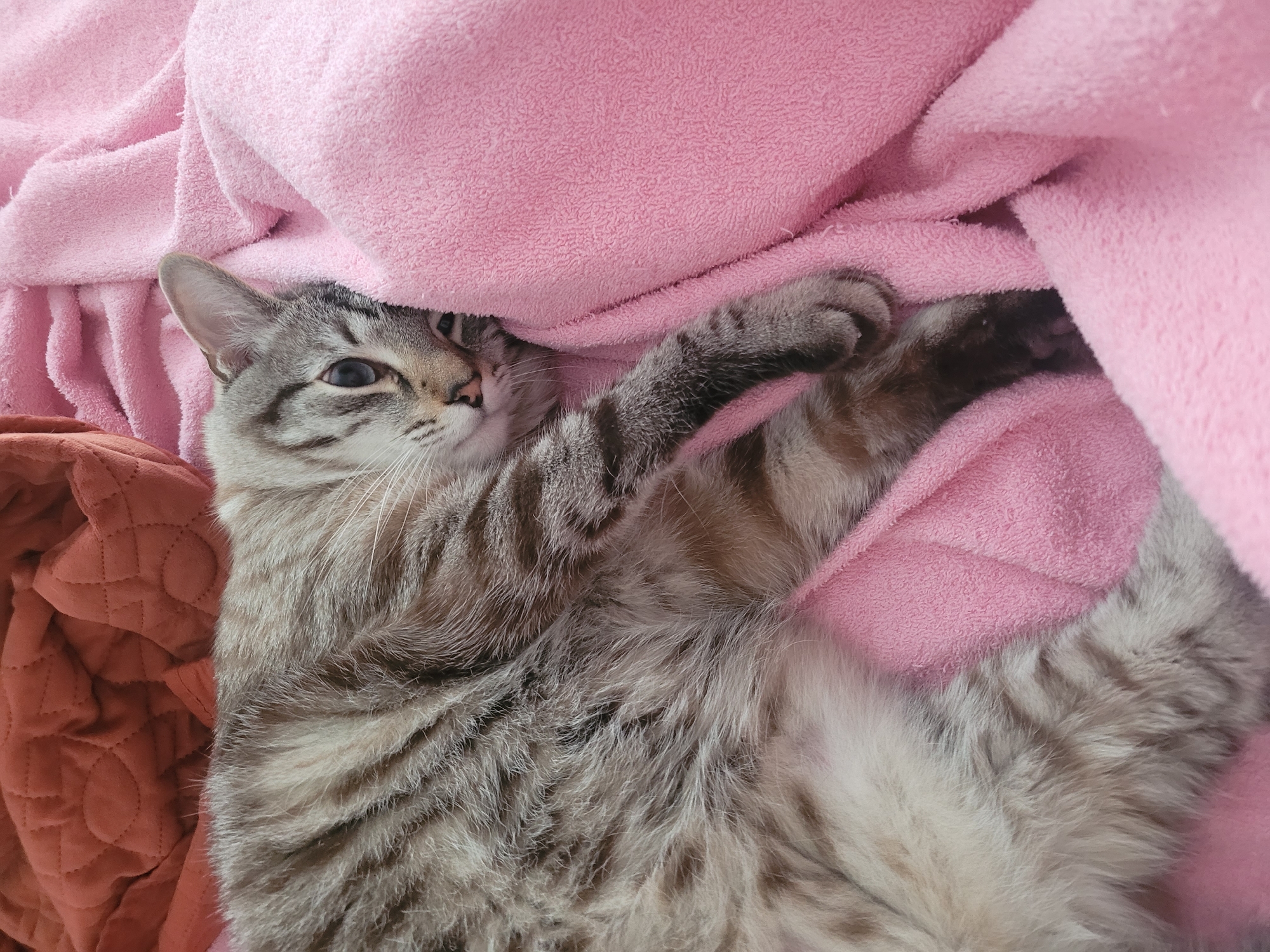 A tabby cat with grey and brown stripes lies on pink and orange blankets. The cat is positioned on its side, facing the viewer, with its head resting on the pink blanket. Its eyes are open, and its ears are perked. The background consists of folded blankets, one orange and one pink. There are no people or other animals visible in the image. The scene appears to be indoors, on a bed or sofa. There is no information in the image that would indicate its location in Kyiv, Ukraine.