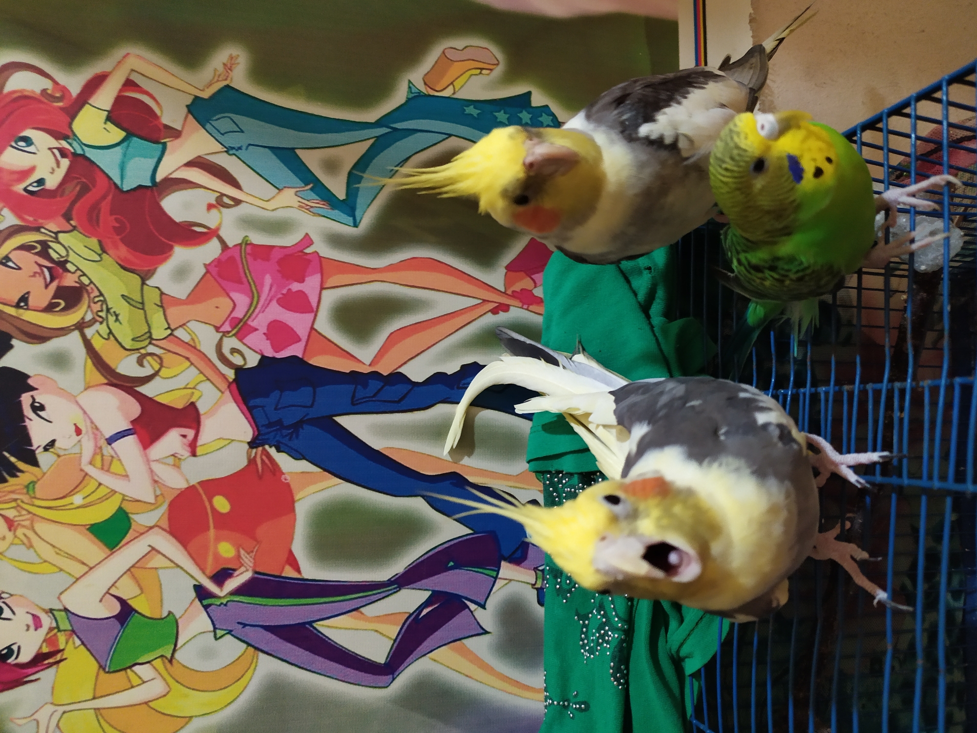 In Bilajari, Azerbaijan, an indoor scene depicts three birds in the foreground, positioned on a blue wire cage. The bird on the left is a cockatiel with a yellow crest, gray wings, and white tail feathers, its mouth open. To its right is another cockatiel, also with a yellow crest and gray wings. In front of the second cockatiel and slightly lower is a green budgerigar with yellow and black markings. Behind the birds, a vibrant tapestry or poster featuring cartoon characters from Winx Club is visible. A crumpled green cloth with reflective embellishments is draped over the cage and the area behind the birds. The lighting suggests an indoor environment, possibly a home.