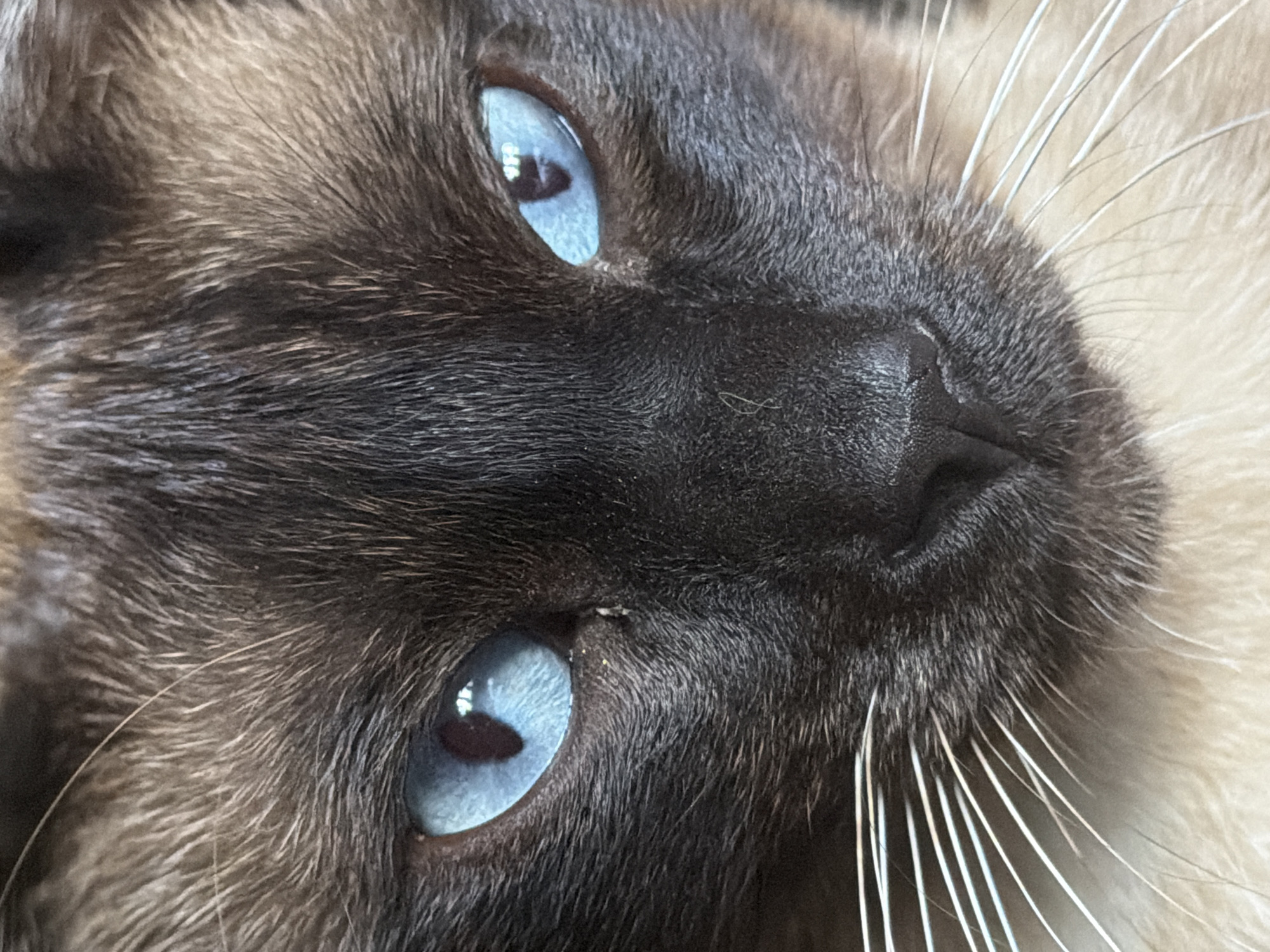 This is a close-up, high-angle shot of a Siamese cat's face. The cat has striking blue eyes with dark pupils and a black nose. Its fur is a mix of dark brown and tan. The background is out of focus and appears to be a light-colored, textured surface, possibly fabric or fur. The image is a portrait of the cat, focusing on its facial features. There is no information available about the location in Esch-sur-Alzette, Luxembourg, as this is a close-up of an animal and no environmental context is provided.