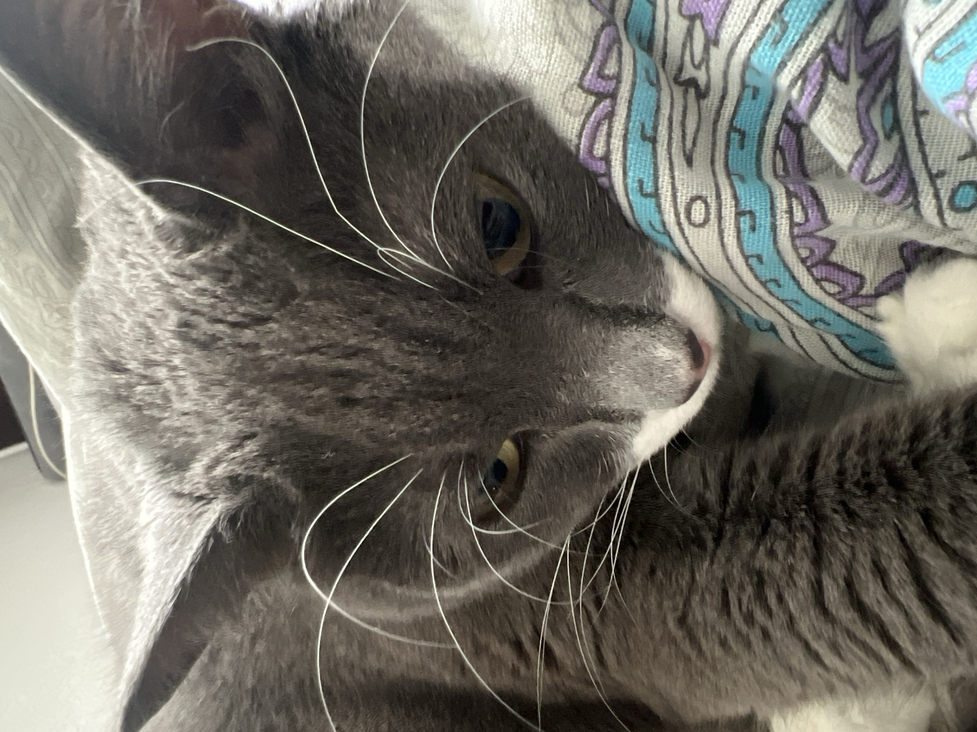 A close-up, slightly tilted image captures a domestic short-haired cat resting indoors. The cat's fur is predominantly grey, with soft white markings on its muzzle, chin, and partially visible paws. Its eyes are a warm, golden-brown hue, and long, prominent white whiskers extend from its snout. The cat appears calm and relaxed, with its gaze directed gently forward.
The feline is partially nestled beside or under a patterned fabric, likely a blanket or duvet. This fabric features an ornate design in shades of white, light blue, and purple, outlined in black, with motifs that resemble paisley or stylized floral patterns. Within the blue sections of the pattern, a circular or 'O' shaped design element is noticeable. The fabric appears soft and somewhat creased.
The lighting suggests a well-lit indoor setting, possibly during the day, highlighting the textures of the cat's fur and the fabric. A blurred, light-colored surface is visible in the background behind the cat's head. The image conveys a sense of peaceful domesticity. No specific activity is depicted beyond the cat resting. There is no visible text beyond the decorative elements on the fabric. The location context of Tyumen, Russia, is provided but not visually evident in the scene.