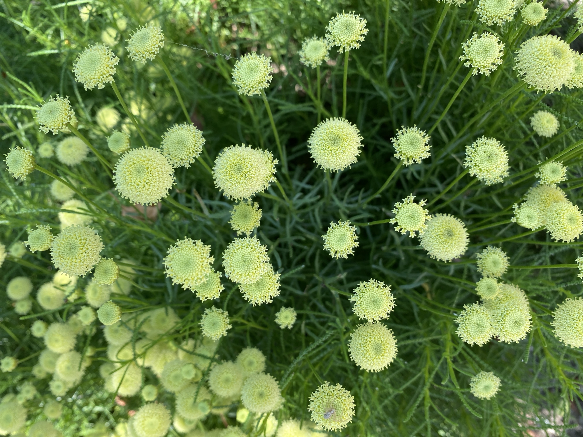 The image shows a close-up, overhead view of a dense cluster of pale green, spherical flower heads with feathery foliage. The flowers appear to be at various stages of bloom, with some fully open and others in bud. The background is a blur of green, suggesting natural foliage. The scene is lit by natural daylight, creating soft shadows. There are no people or man-made objects visible in the image, and no information about its location in the city of "Западный, Russia" can be deduced from the visual content alone.