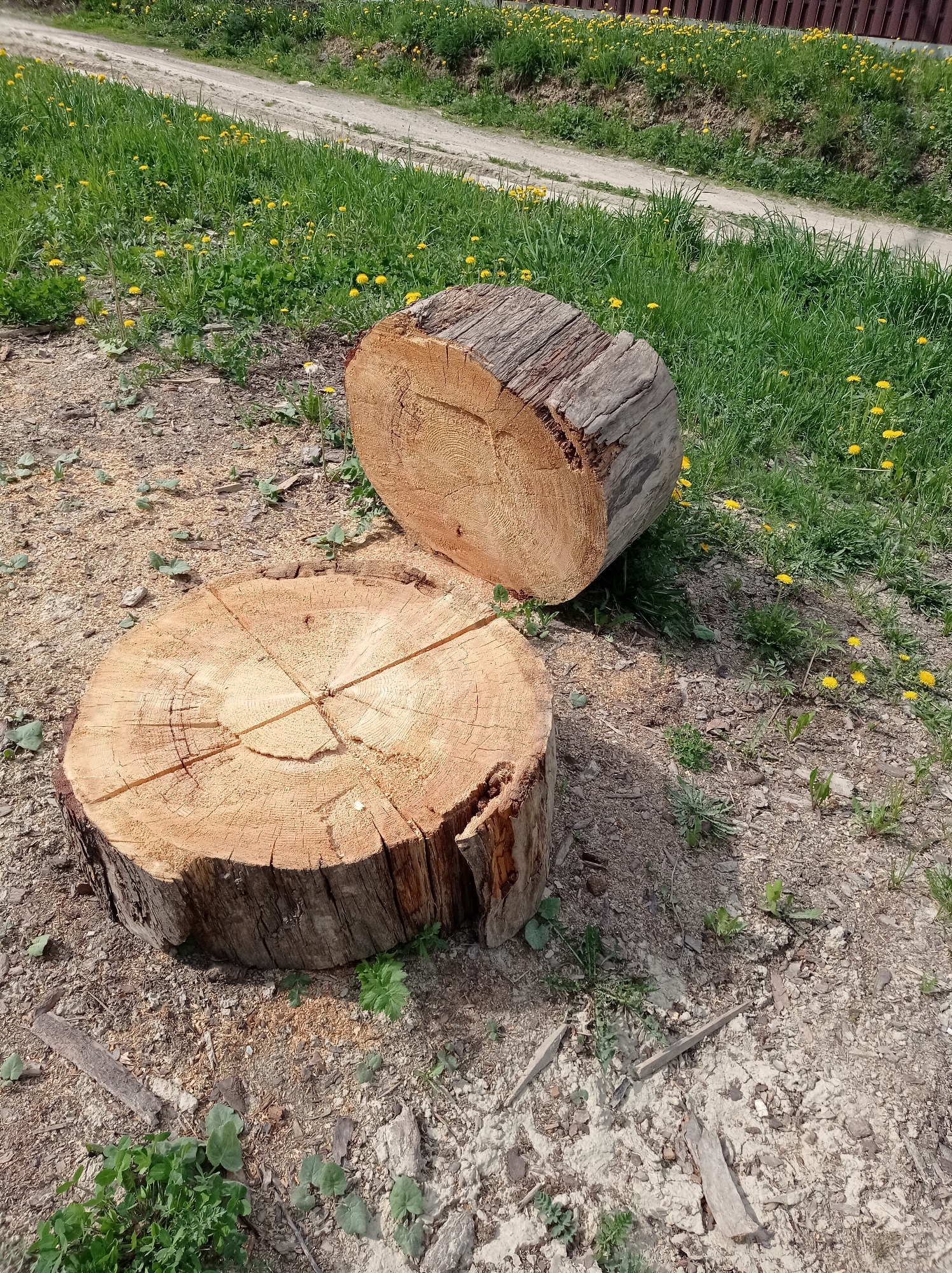 The image shows two freshly cut tree logs in a grassy area near what appears to be a dirt road in Degtyarsk, Russia. The logs, likely from the same tree, display visible growth rings and are marked with cuts. The surrounding environment features green grass and yellow dandelions. The ground near the logs is covered in wood shavings and dirt. A dirt road, lined with vegetation, runs along the edge of the scene, suggesting a rural or semi-rural setting. A wooden fence is visible in the background. No people are present in the image.