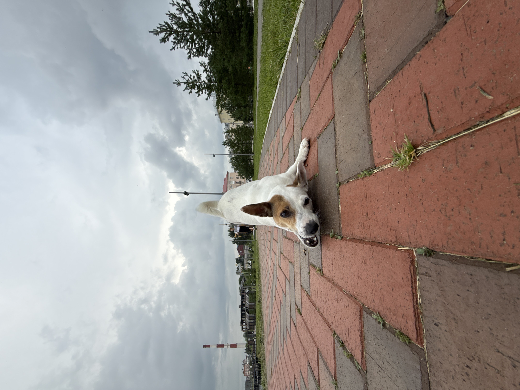 A low-angle shot captures a Jack Russell Terrier in a playful play-bow stance on a red brick pathway. The dog's body is extended, with its front end low to the ground and its hindquarters raised, its tail held high. Its head is turned towards the camera, and its mouth is slightly open, with its tongue visible. The dog has white fur with brown markings on its head and ears.
The pathway is paved with rectangular bricks, some appearing darker than others, with small patches of grass growing in the cracks between them. In the background, a woman walks away from the camera on the same pathway, while a tall, red and white striped chimney stack stands on the left side of the frame, suggesting an industrial area. Further in the distance, there are buildings and trees. The sky is overcast with thick, gray clouds, indicating a possibly cool or rainy day. The scene is set in the city of Lysva, Russia.