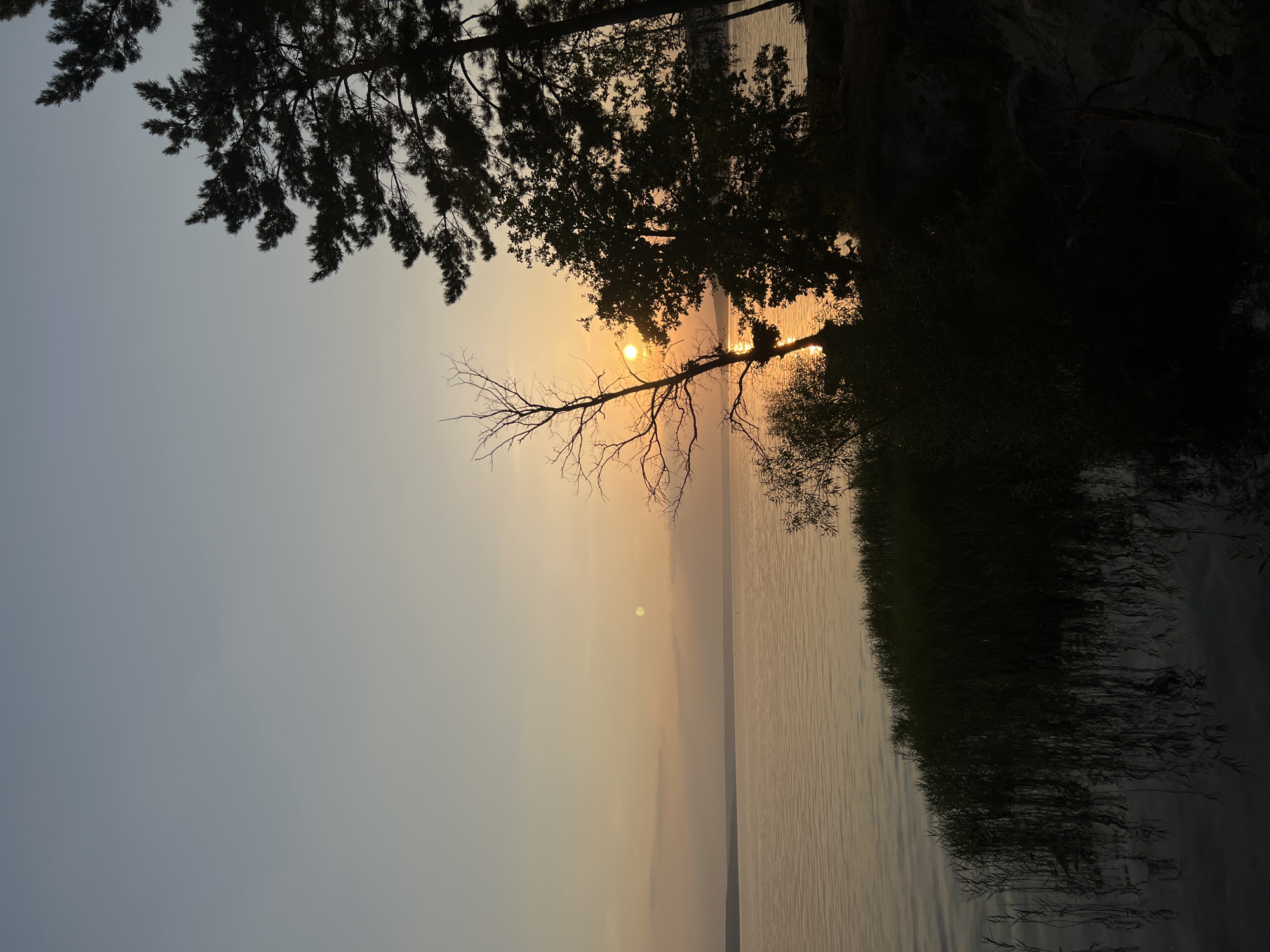 The image depicts a serene sunset over a body of water, likely a river or lake, near the settlement of Leninka, Russia. Silhouetted against the warm, orange glow of the setting sun are several trees, including tall pine trees with distinctive needle-like foliage and a bare, skeletal tree. Reeds and other vegetation form a dark line along the water's edge in the foreground, with their reflections visible in the calm water. The sky is a gradient of soft blues and oranges, with a few wispy clouds. There are no people or animals visible in the scene, nor are there any discernible man-made structures apart from the implied proximity to the settlement of Leninka. The overall atmosphere is one of tranquility and natural beauty.