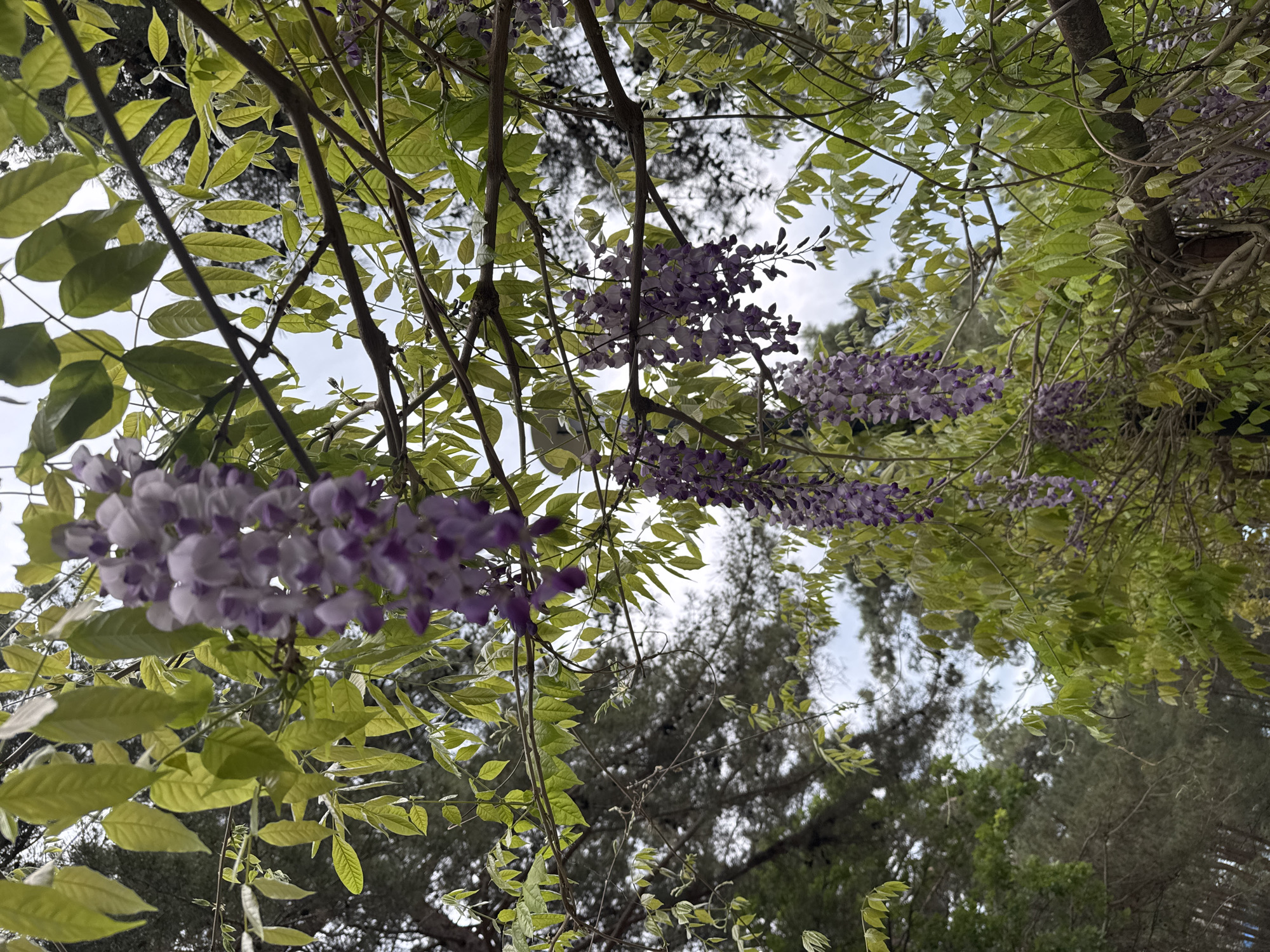 The image depicts a view looking upwards through branches and foliage, including purple wisteria flowers. Some sky is visible through the gaps in the branches. The location is purported to be in the city of Sosnovy, Russia, although there is no visual evidence in the image to confirm this claim.