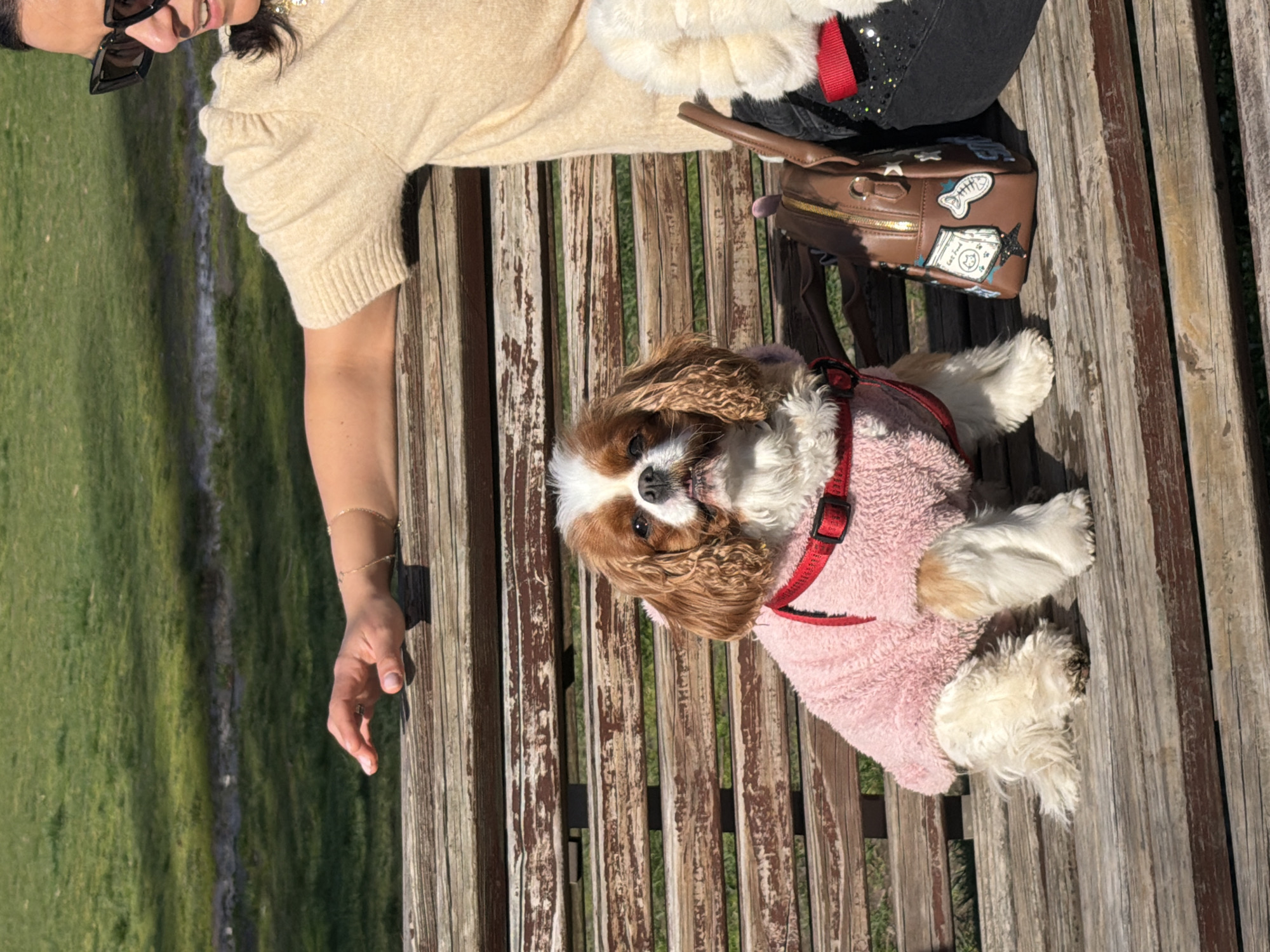 A Cavalier King Charles Spaniel wearing a pink fleece jacket and a red harness lies on a wooden park bench next to a seated person. The person is wearing sunglasses and a light-colored top. A brown handbag with patches rests on the bench near the person. Green grass is visible in the background. The scene appears to be in an outdoor setting, potentially a park. The location is identified as the city of Sofia, Bulgaria.
