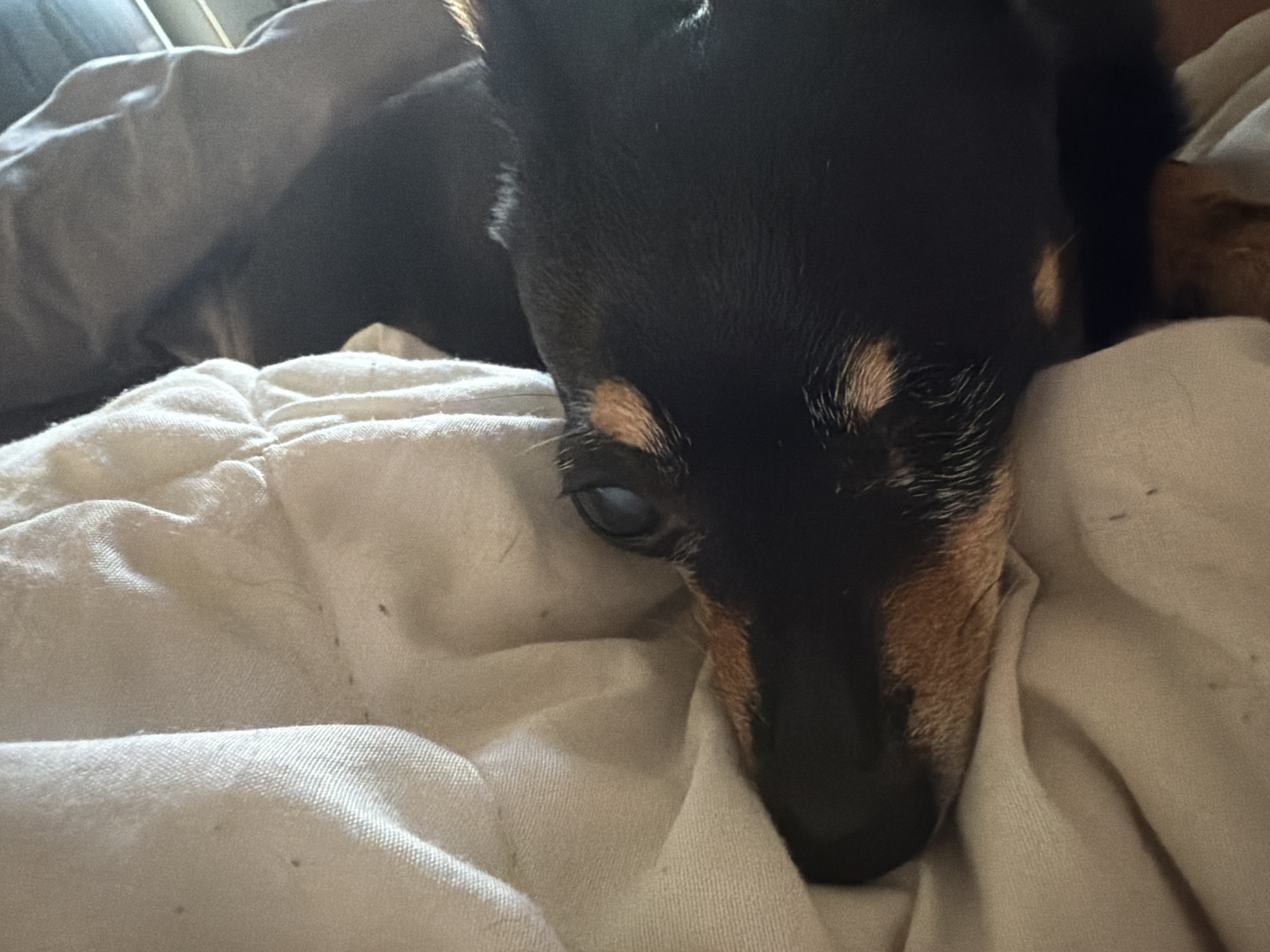 A close-up shot shows a black and tan dog resting on a white blanket. The dog's head is lowered, with its eyes partially closed and its muzzle resting on the soft fabric. The dog appears to be relaxed and comfortable. The background is blurred, but hints of a gray blanket and sunlight suggest an indoor setting, possibly a bedroom or living room. The lighting is soft, creating a warm and cozy atmosphere. The focus is on the dog's face, highlighting its features, such as its alert ears and expressive eyes. The image conveys a sense of peace and tranquility, capturing a moment of quiet repose for the canine subject.