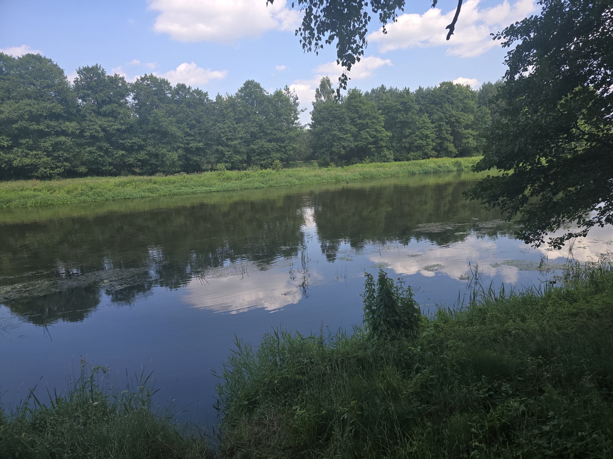 A wide, calm river occupies the majority of the image, reflecting a blue sky dotted with fluffy white clouds. Dense, green trees line the far bank of the river, creating a dark, verdant barrier. The foreground is filled with lush, green grass and reeds growing along the river's edge. The scene is tranquil and natural, depicting a peaceful outdoor setting. It is likely a depiction of the Wisłok River in the vicinity of Fryszerka, Poland.