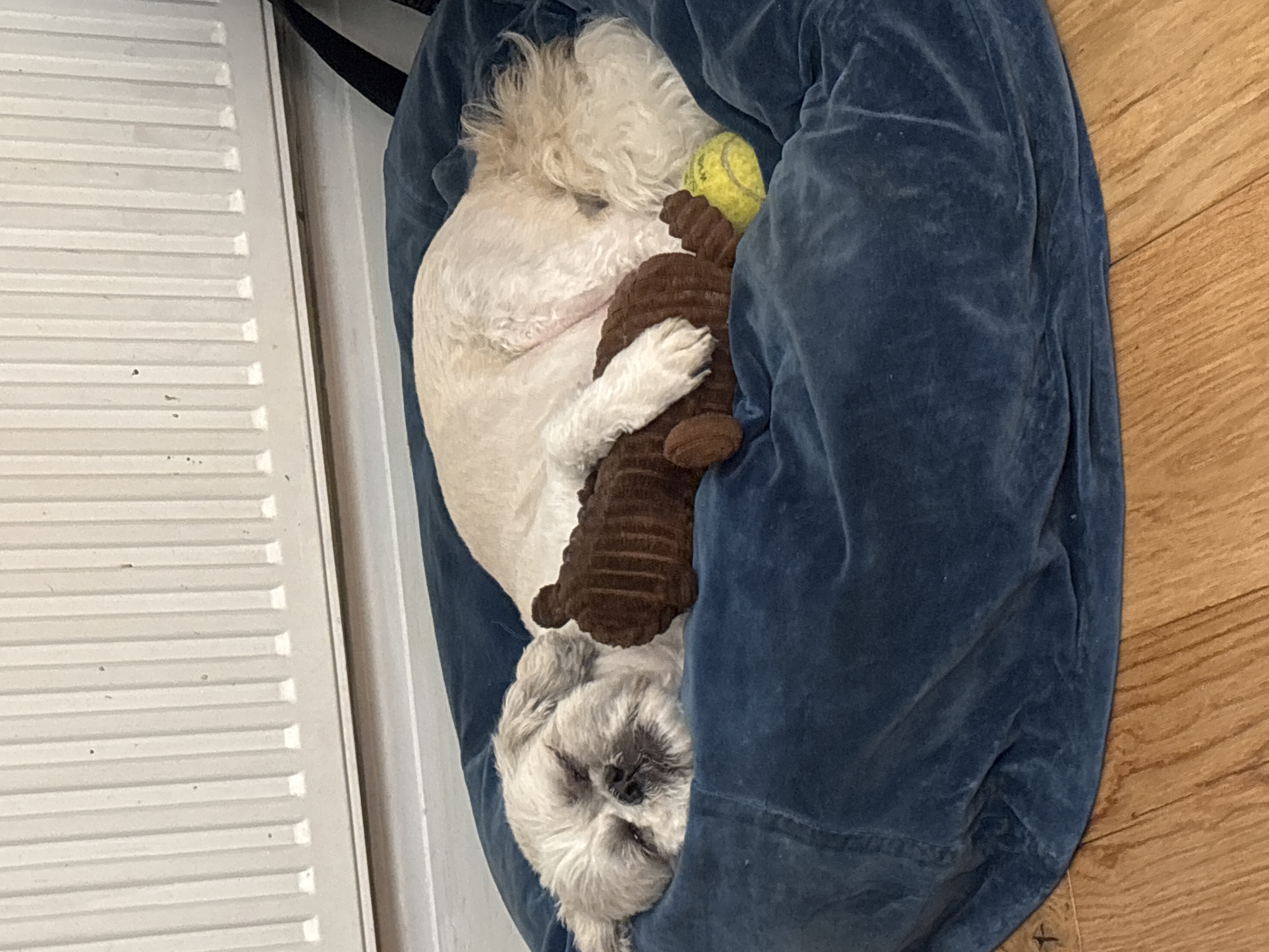 A medium-sized, white dog is asleep in a dark blue pet bed, cradling a brown, stuffed animal. A yellow tennis ball is visible near the dog's head. The pet bed is resting on a hardwood floor next to a white, louvered door. The location is likely indoors. There is no indication of the city of London, United Kingdom.