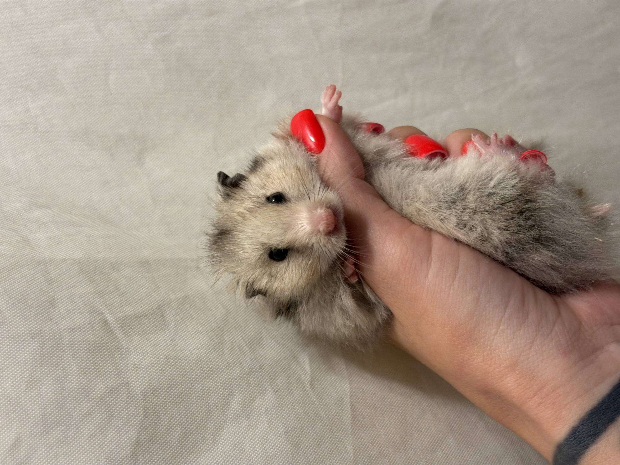 A light-colored hamster with dark markings on its head and back is held in a person's hand. The person's hand has bright red nail polish on their fingernails and a dark tattoo on their wrist. The hamster is positioned vertically within the grip of the hand, facing towards the right of the frame. The background consists of a textured, light-colored fabric surface. The image is a close-up shot, focusing primarily on the hamster and the hand. There is no discernible location in Tallinn, Estonia depicted.