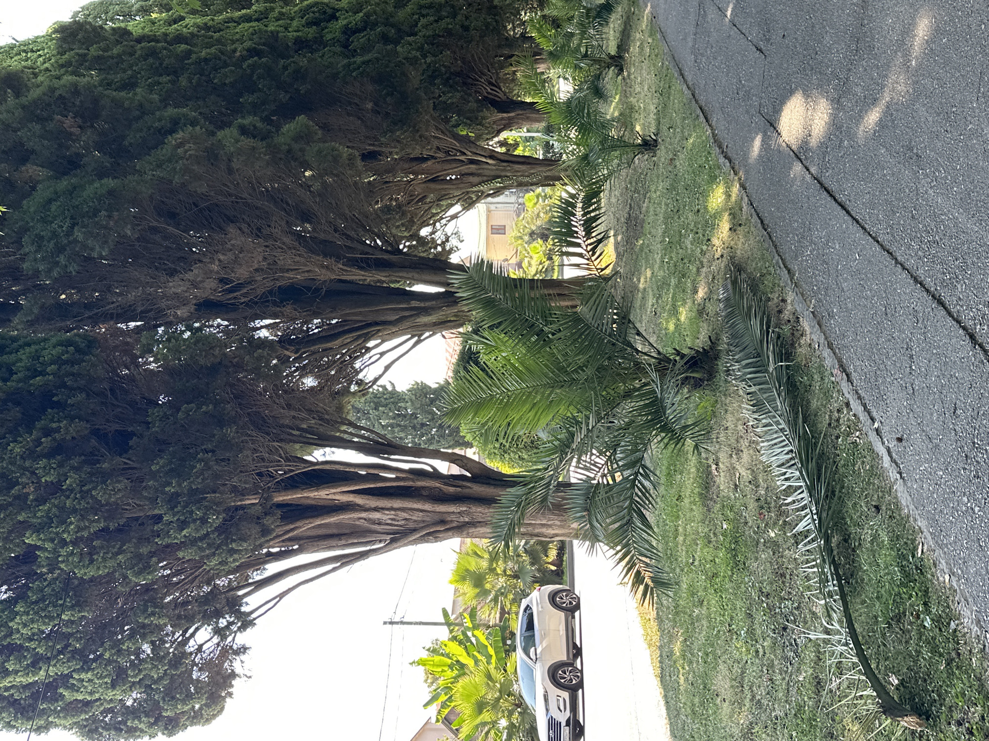 The image depicts a street in Sochi, Russia, lined with tall cypress trees and smaller palm trees. A white SUV is parked on the left side of the road, and a fallen palm frond lies on the grass beside a paved walkway. The scene is bathed in sunlight, suggesting it is daytime. Buildings are visible in the background.