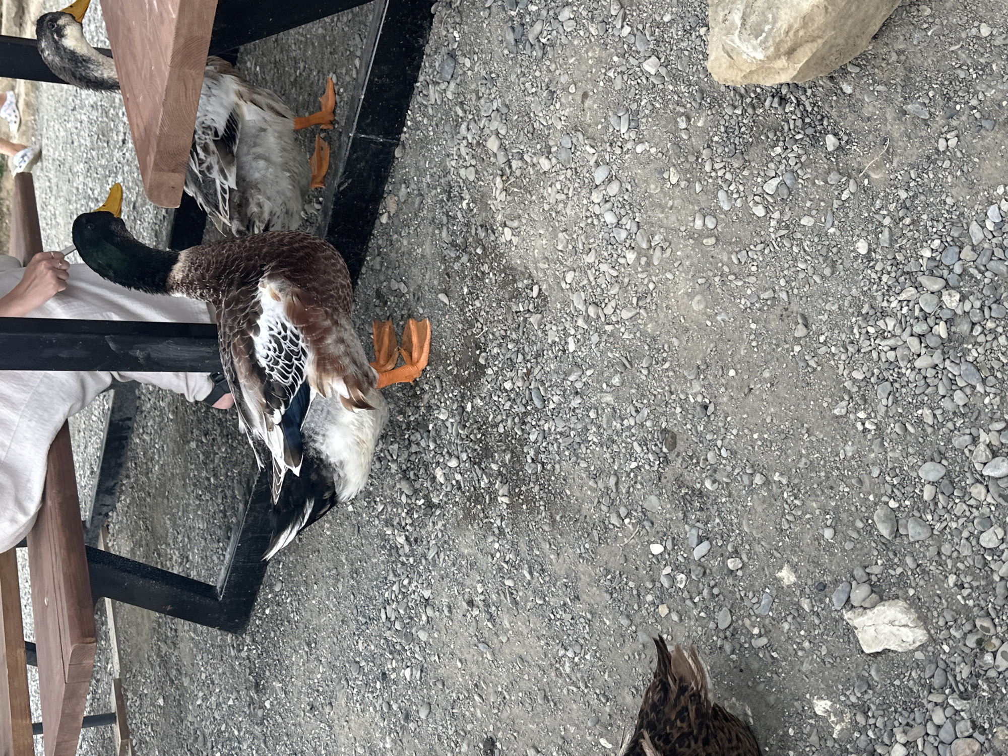 In Nizhnyaya Shilovka, Russia, a park setting features a picnic table with several ducks. The primary subject is a brown and white duck with a green head, standing on a gravel surface near the table legs. Another duck, predominantly grey and white, is visible behind it. A person's legs, wearing light-colored pants and sandals, are seen in the background, near the table. The ground is covered in a mix of grey gravel and some larger stones. A wooden tabletop is partially visible in the foreground. Another duck's tail feathers are visible on the far left of the frame. The scene appears to be outdoors during the daytime.