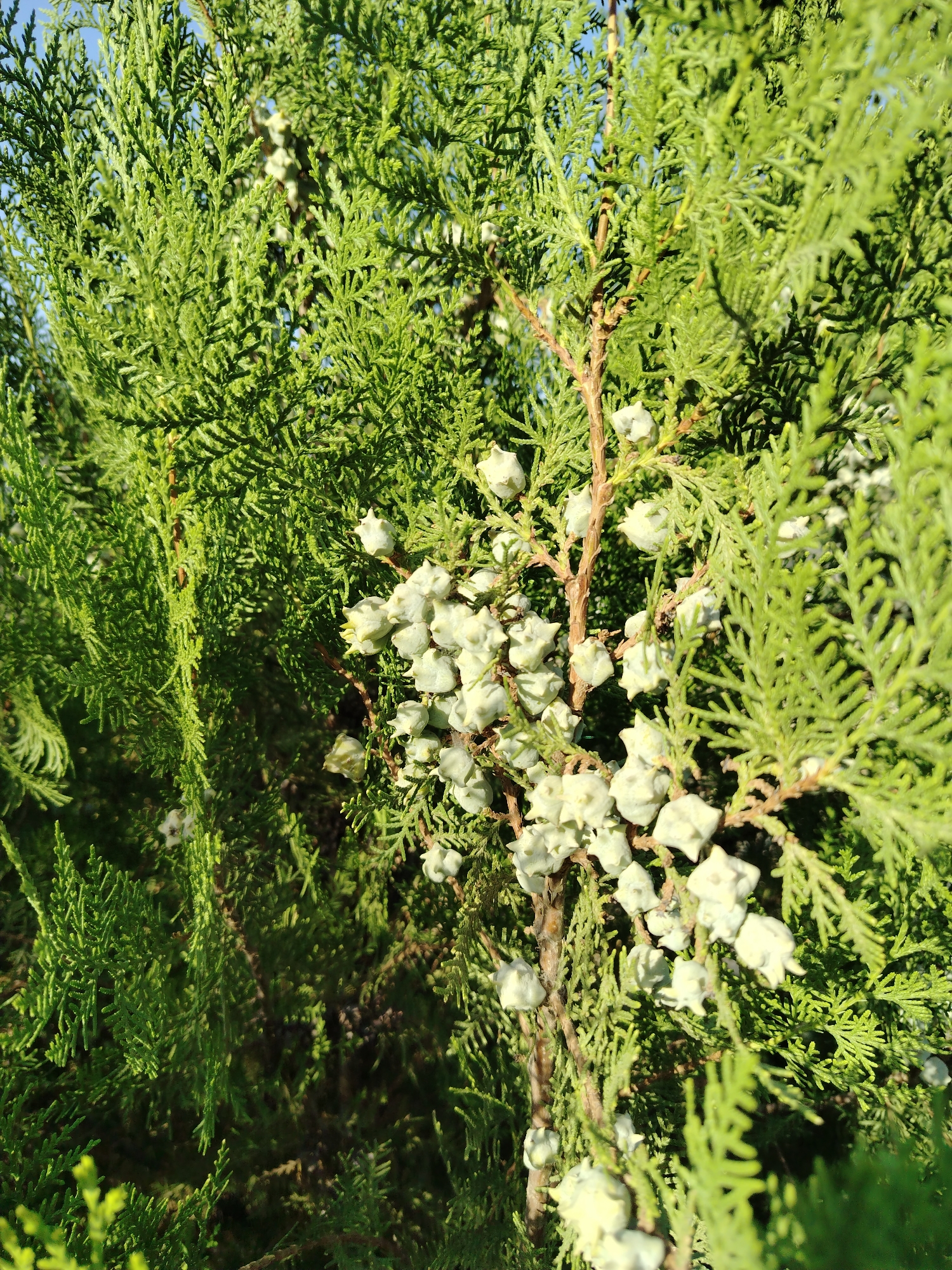The image shows a close-up of a conifer tree branch, likely a cypress or thuja, with small, pale green, cone-like structures scattered along the branch. The foliage is dense and a vibrant green. The background is blurred, with hints of blue sky. The scene is outdoors, with bright sunlight illuminating the tree. This image was taken in Nurata, Uzbekistan.