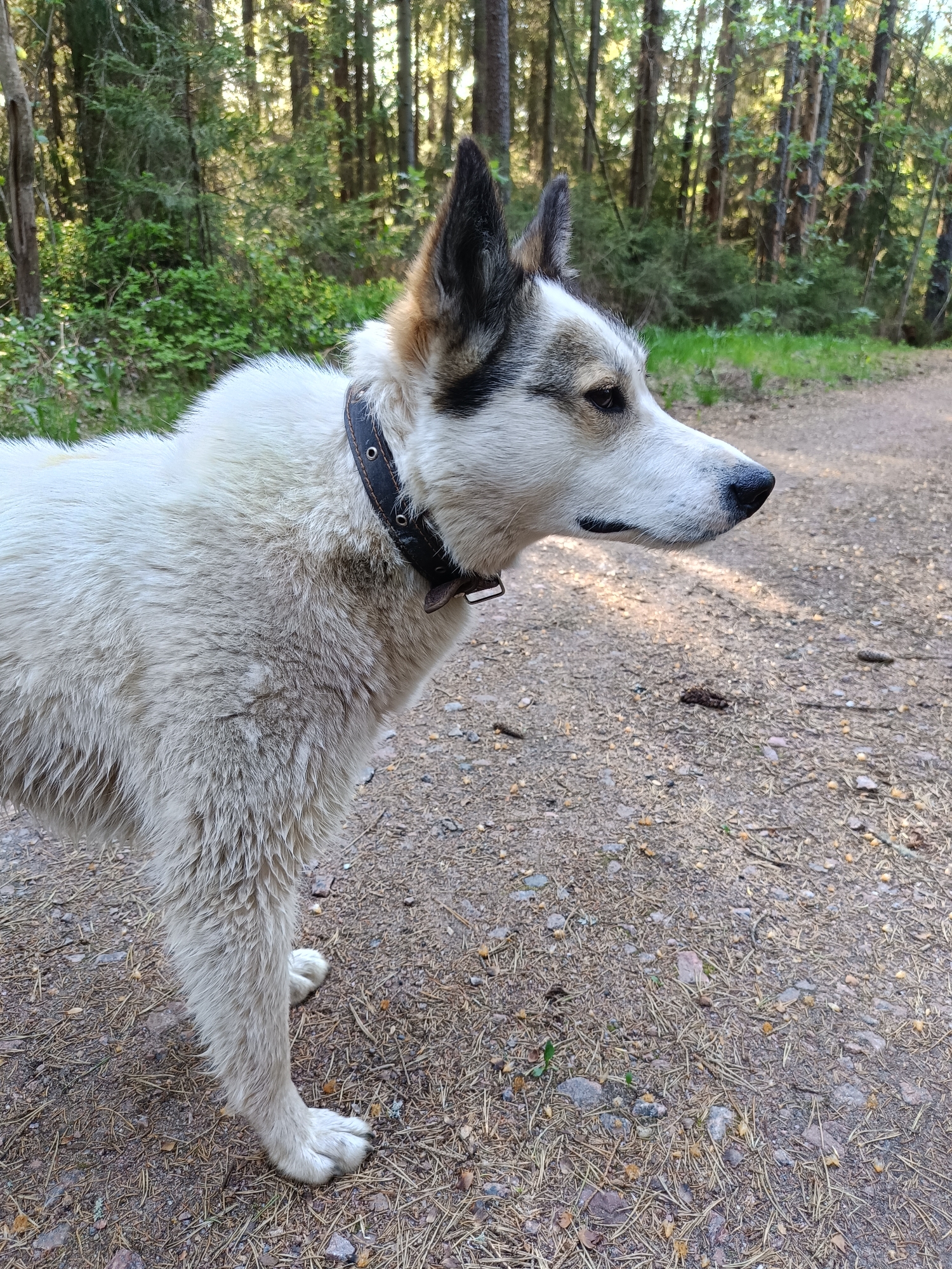 A medium-sized dog, largely white with dark ears and a black collar, stands on a dirt path strewn with pine needles and small stones. The dog is facing right. The background consists of a forest with closely spaced trees. The location is likely in the Vishnovka, Russia area, given the presence of pine trees and dirt paths commonly found in forested areas.