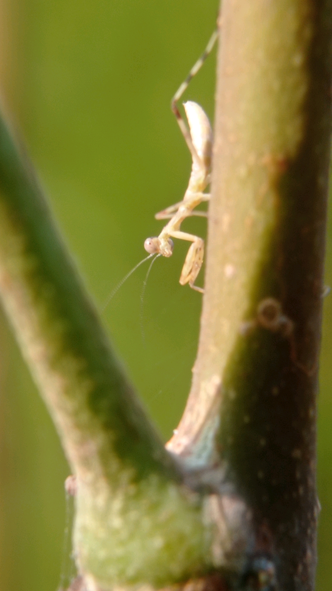 A light brown praying mantis is perched on a thin, vertical plant stem. The mantis is facing left, with its head tilted slightly upwards and its antennae extended. Its forelegs are held in a typical predatory stance. The background is a blurred green, suggesting foliage. The scene appears to be outdoors in a natural environment. The location is not specified in the image itself and is therefore unknown.