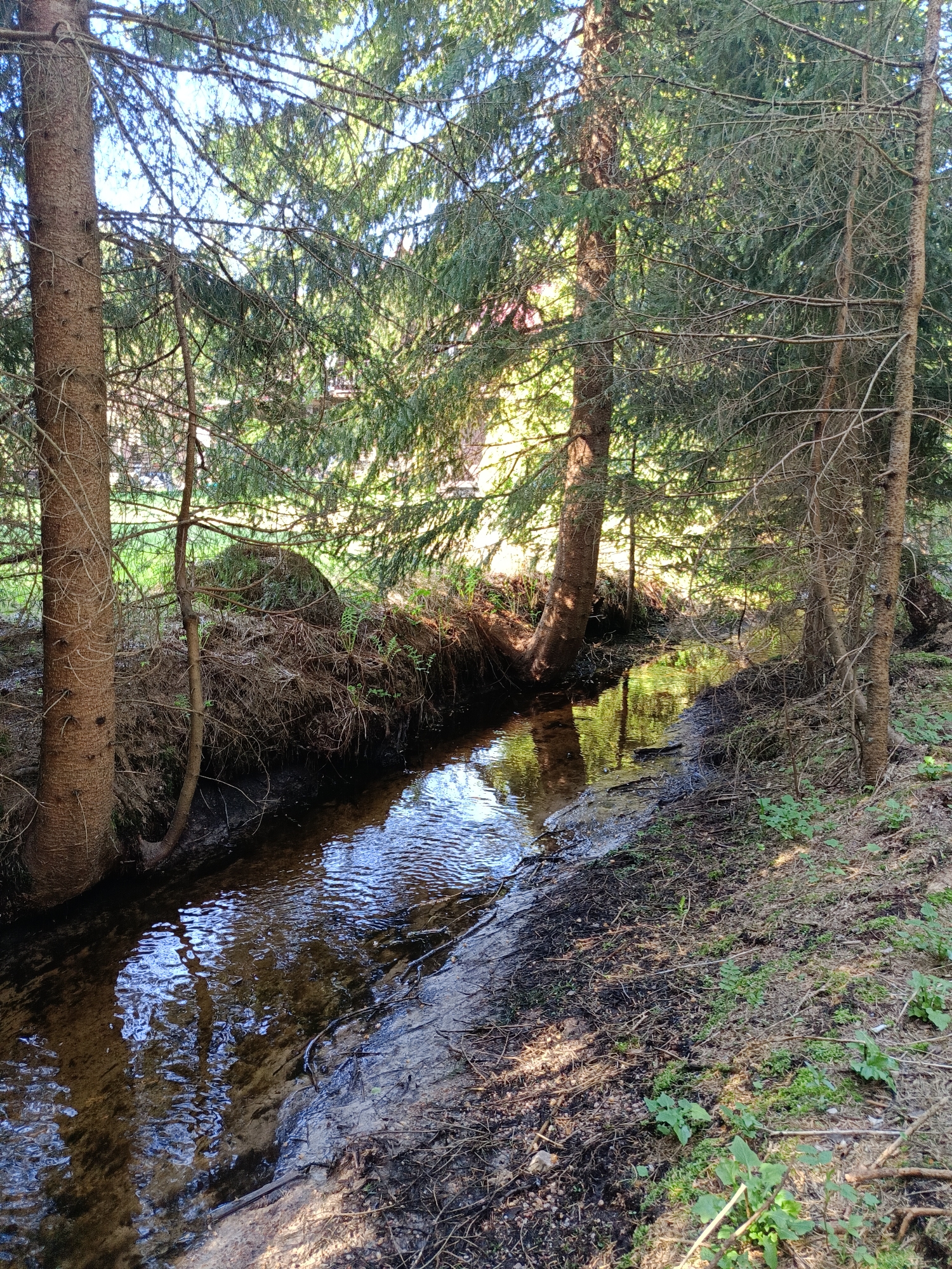 A small, slow-moving stream flows through a wooded area. The stream is flanked by dirt banks on either side, with tree roots exposed in some areas. Several coniferous trees are present along the stream's edge. The ground cover consists of sparse vegetation, including some small green plants. The water surface reflects the sunlight and surrounding trees. The exact location within Vishnovka, Russia, is not discernible from the image. There are no visible people or animals.