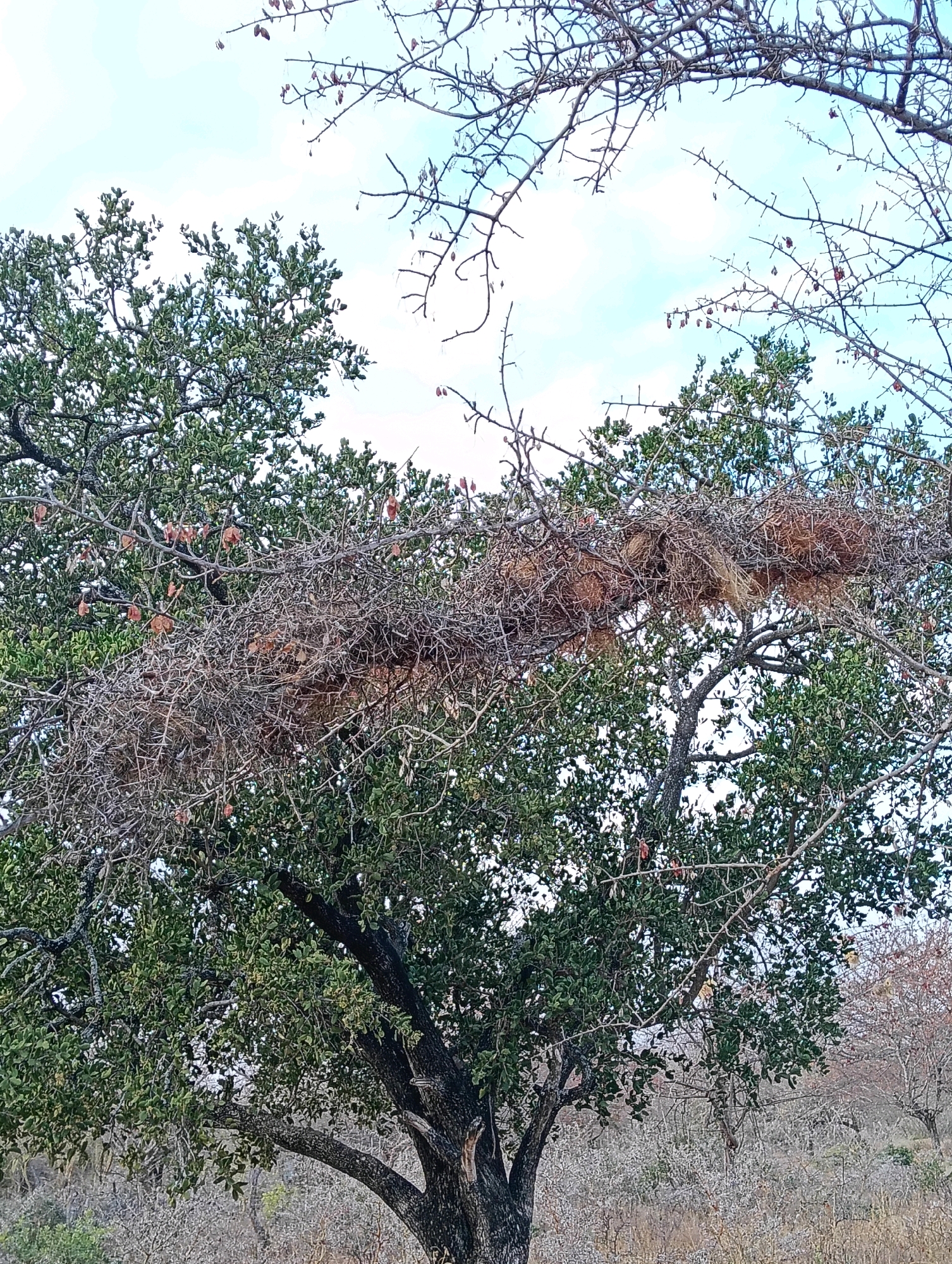 The image captures a close-up view of a large, intricate bird's nest constructed from dry grass and twigs, suspended from the branches of a thorny tree. The nest is situated amidst the lush green foliage of the tree, with parts of its structure clearly visible against the light blue sky. The background reveals a dry, scrubby landscape typical of the Mutitu/Kaliku ward in Kenya, characterized by sparse vegetation and a few other bare-branched trees. The overall scene suggests a natural, undisturbed environment, likely within a rural or wilderness area.