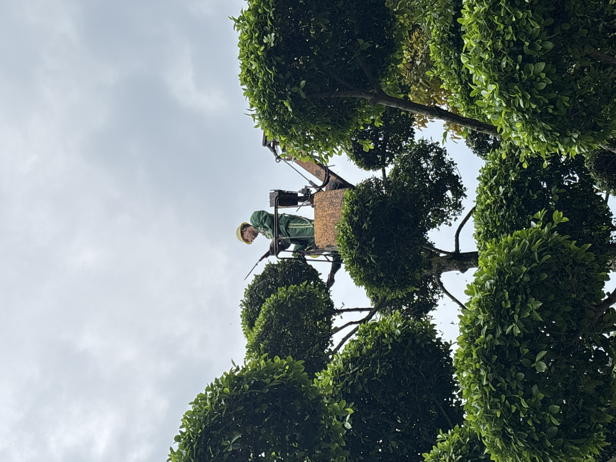 In Jiangjin, China, a man wearing a yellow hard hat and green overalls stands in the metal bucket of a cherry picker, elevated amidst several meticulously manicured, ball-shaped trees with lush green foliage. He holds a tool, appearing to trim or shape the trees. The sky above is overcast, with muted light filtering through the leaves. The perspective is from below, looking up at the man and the machinery.
