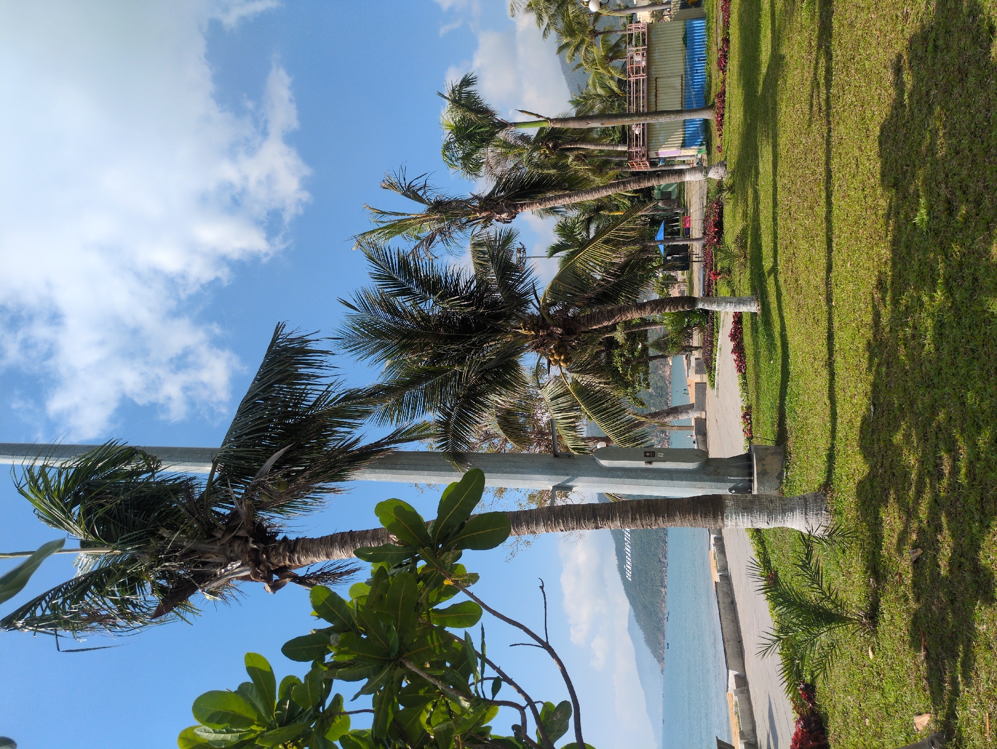 The image displays a coastal park and promenade in South Quy Nhon Ward, Vietnam, under a clear blue sky with scattered white cumulus clouds.
In the foreground, a neatly maintained green lawn occupies the lower half of the frame, exhibiting distinct shadows from overhead trees. Several mature palm tree trunks rise from the grass, some featuring white-painted bases. A small palm sapling grows centrally in the lawn. Adjacent to the grass, garden beds contain patches of red foliage plants. On the far left, the dense green leaves of another tree species are partially visible.
The midground features a paved pedestrian walkway running parallel to the coastline, bordered by a low concrete barrier or bench. Numerous palm trees, some bearing coconuts, line this promenade. A tall, light grey utility pole stands near the center. To the right, a two-story structure with a striped blue and white lower section and a beige upper section topped by a wooden railing balcony is present. Further along the promenade, a blue market-style umbrella is visible.
The background reveals a calm, light blue body of water, identified as the ocean or a bay, with at least three small, dark-hulled boats visible on its surface. Beyond the water, a range of green, forested mountains extends along the horizon. A prominent white sign spelling "GHENHRANGTIEN" is clearly visible on the slope of one of the distant mountains. No individuals are discernible or engaged in specific actions or interactions within the visible scene.