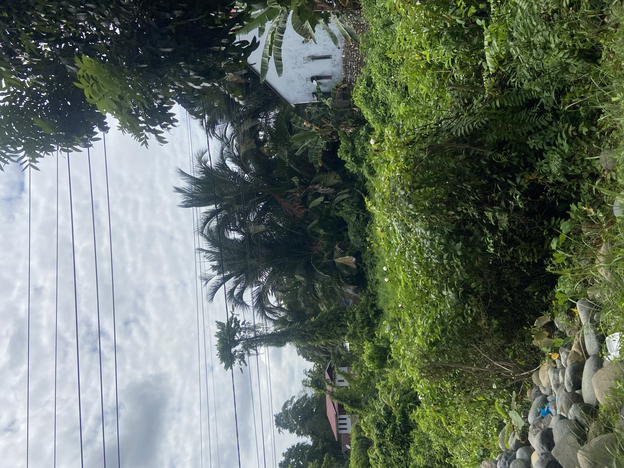 The image depicts a lush, overgrown scene in a residential area of Palopo, Indonesia. In the background, a white house with a red-tiled roof is partially obscured by dense foliage and tall trees. To the right, another white structure, possibly a small dwelling or utility building, stands against a backdrop of palm trees. Several power lines are visible crisscrossing the sky, indicating the presence of urban infrastructure. The foreground is dominated by a thick carpet of green vegetation, including shrubs, vines, and grasses, suggesting a tropical climate. A pile of rounded stones lines the bottom left of the frame. The overall impression is one of nature reclaiming the landscape, with man-made structures integrated into a wild, verdant environment.