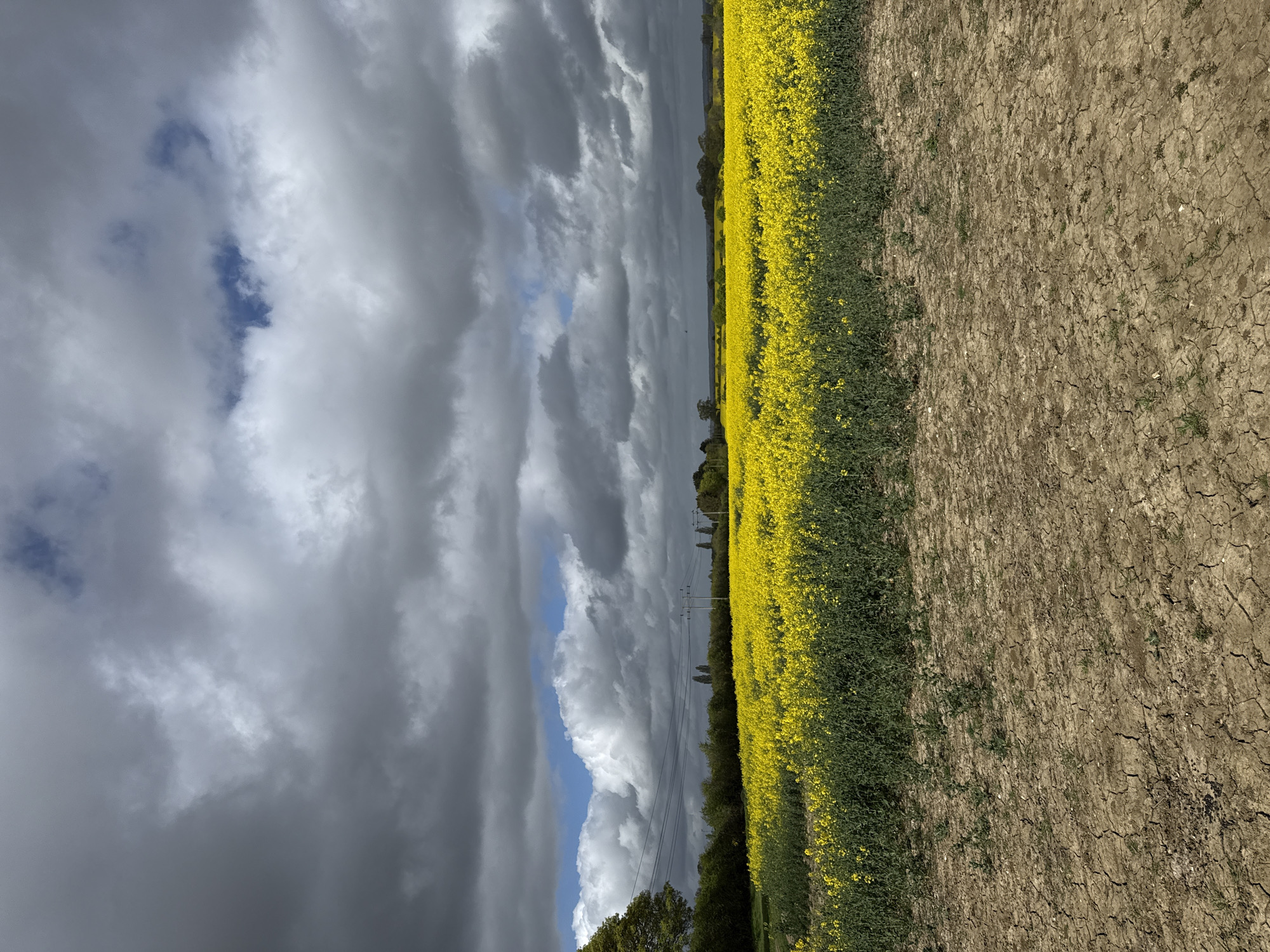 The image depicts a landscape in North Hertfordshire, United Kingdom. A field of bright yellow rapeseed flowers occupies the right half of the frame, bordering a dry, cracked earth field on its right. Above the fields, a sky filled with heavy, dark grey storm clouds with patches of blue is visible. Power lines run along the horizon. Trees are scattered along the edges of the rapeseed field. The photograph is taken from a low angle, emphasizing the field and the dramatic sky. The image is rotated ninety degrees clockwise.