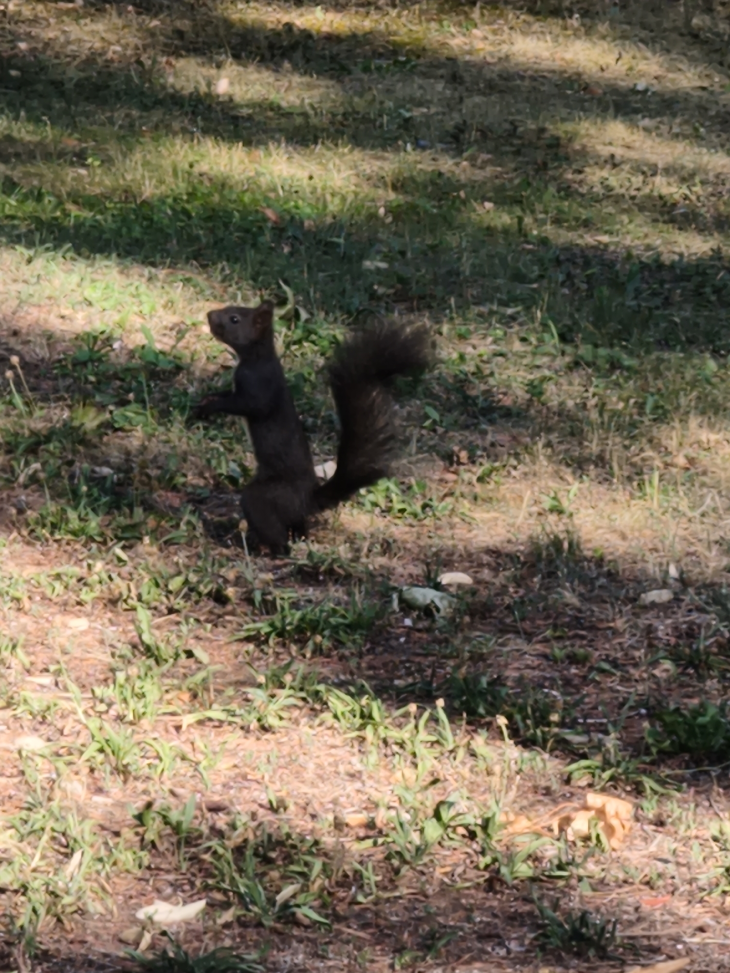 A dark-colored squirrel stands upright on its hind legs in a grassy area, its front paws held close to its chest. The squirrel is facing to the left of the frame, with its head tilted slightly upwards. Its tail is bushy and curved, extending behind it. The ground is covered with green grass, dry leaves, and some patches of bare earth. Sunlight filters through unseen foliage, casting dappled shadows across the scene. The overall impression is one of a natural, outdoor environment, likely a park or wooded area. There is no indication of any specific location within the city of Vienna, Austria.