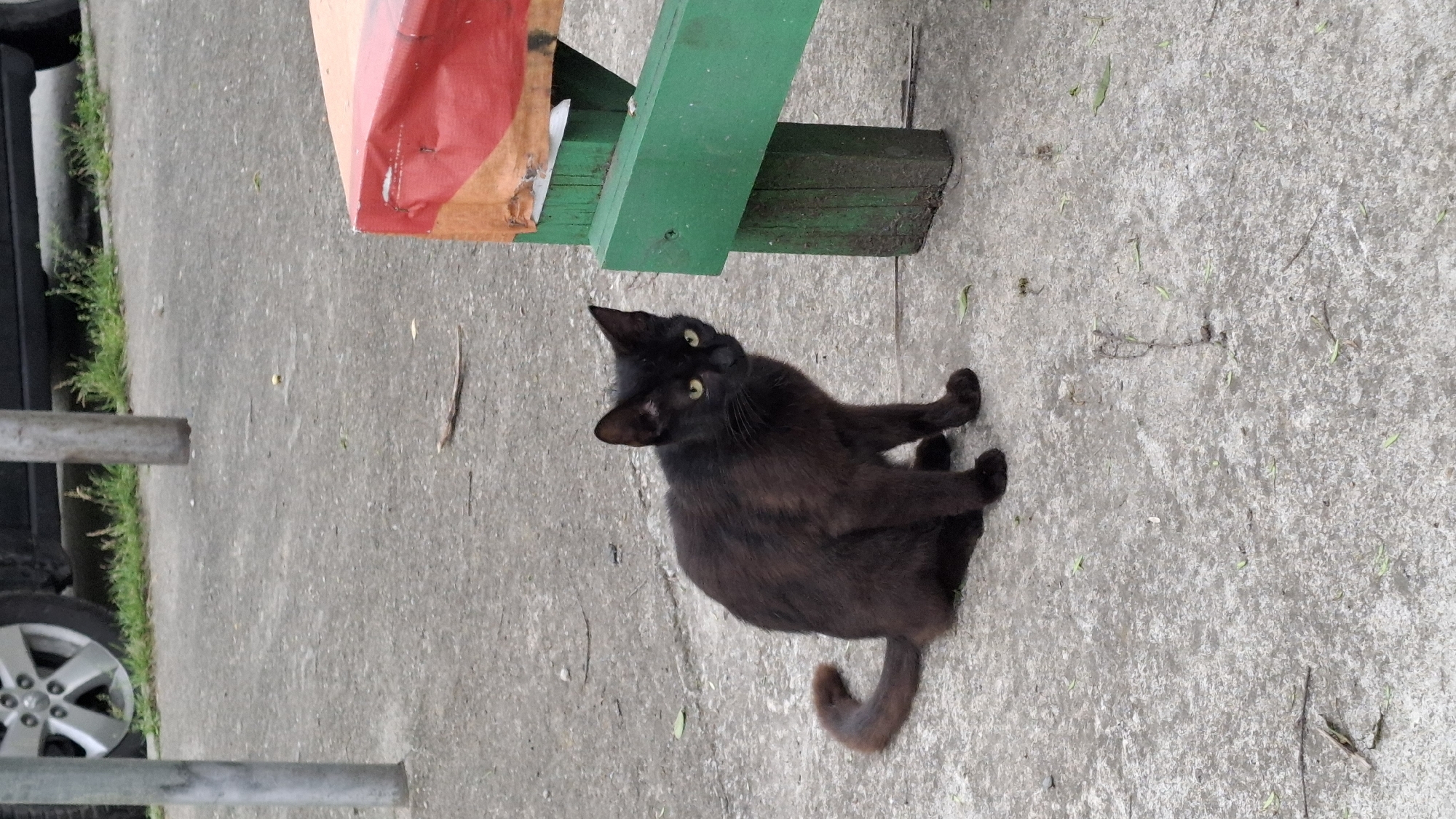 The image depicts a black cat sitting on a concrete surface in an outdoor urban environment within the city of Unknown, Unknown. The cat, with dark brown-black fur and prominent yellow eyes, is positioned facing the viewer, with its tail curled around its left side. The ground is a light grey, textured concrete slab with scattered small leaves, twigs, and minor debris.
In the background on the left, two vertical metal poles rise from the concrete. Beyond these poles, a silver alloy car wheel and a portion of a black tire are visible, parked on a patch of green grass. On the right side of the frame, a segment of a wooden structure, possibly a table or bench, is present. This structure features a visible green wooden leg and crossbeam, with its top covered by a weathered, multi-colored material predominantly red and orange. The base of the green wood appears soiled. No people are visible in the scene.