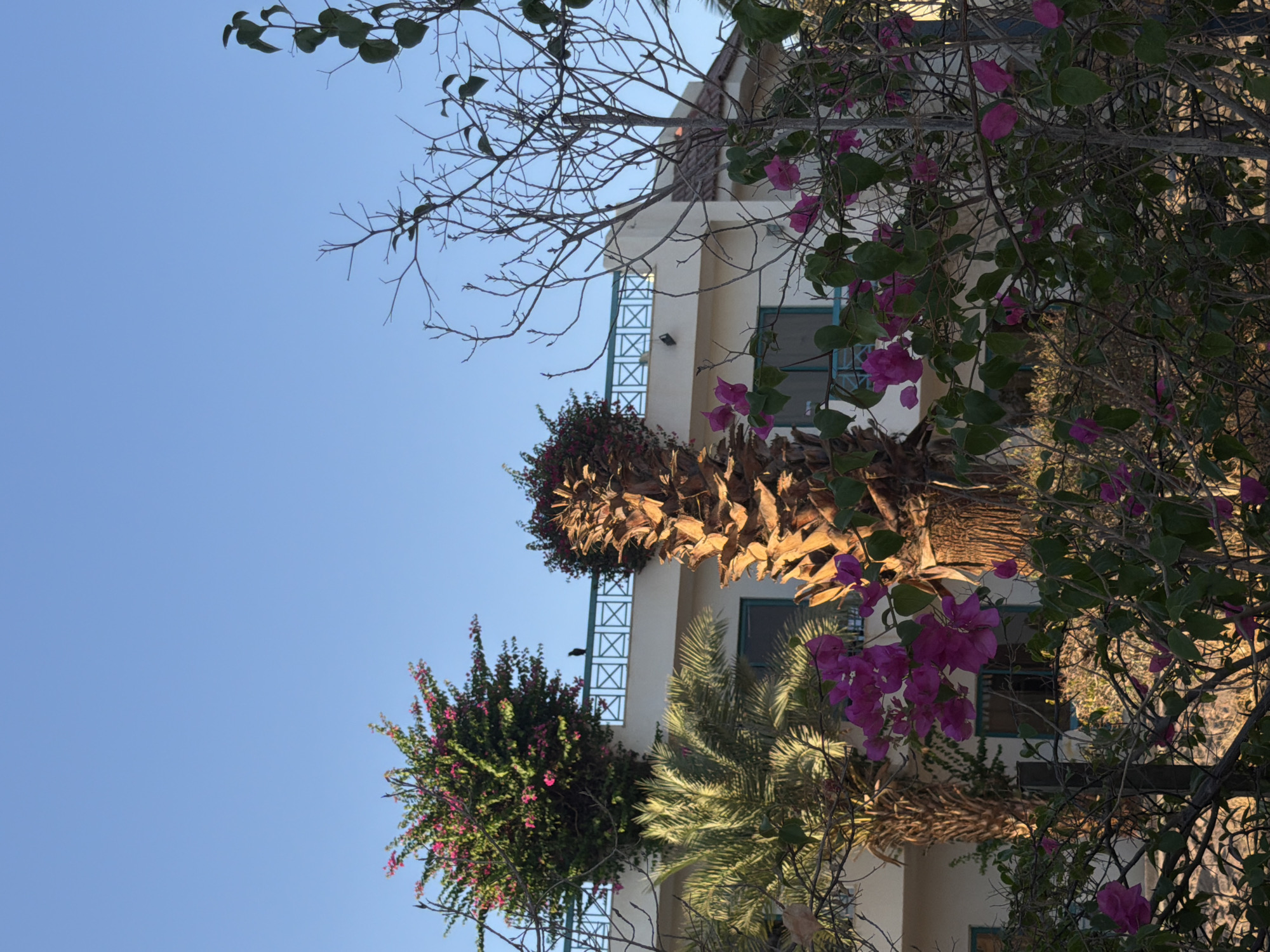 The image depicts a building with a light-colored facade, possibly a hotel or residential structure, in Sharm El Sheikh, Egypt. The building has several windows with green frames and a decorative railing on one side. In the foreground, a cluster of vibrant pink bougainvillea flowers is in bloom, intertwined with bare branches. The bougainvillea contrasts with the dry, brown fronds of a palm tree visible on the right side of the image. Another palm tree trunk, covered in rough, fibrous material, is also present. The scene is set against a clear, bright blue sky, suggesting a sunny day. The lighting indicates it is likely late afternoon or early evening, with the sun casting shadows and highlighting the textures of the vegetation and building. The overall impression is one of a warm, Mediterranean-like climate with lush vegetation framing architectural elements. There are no people visible in the image, and no text is present.