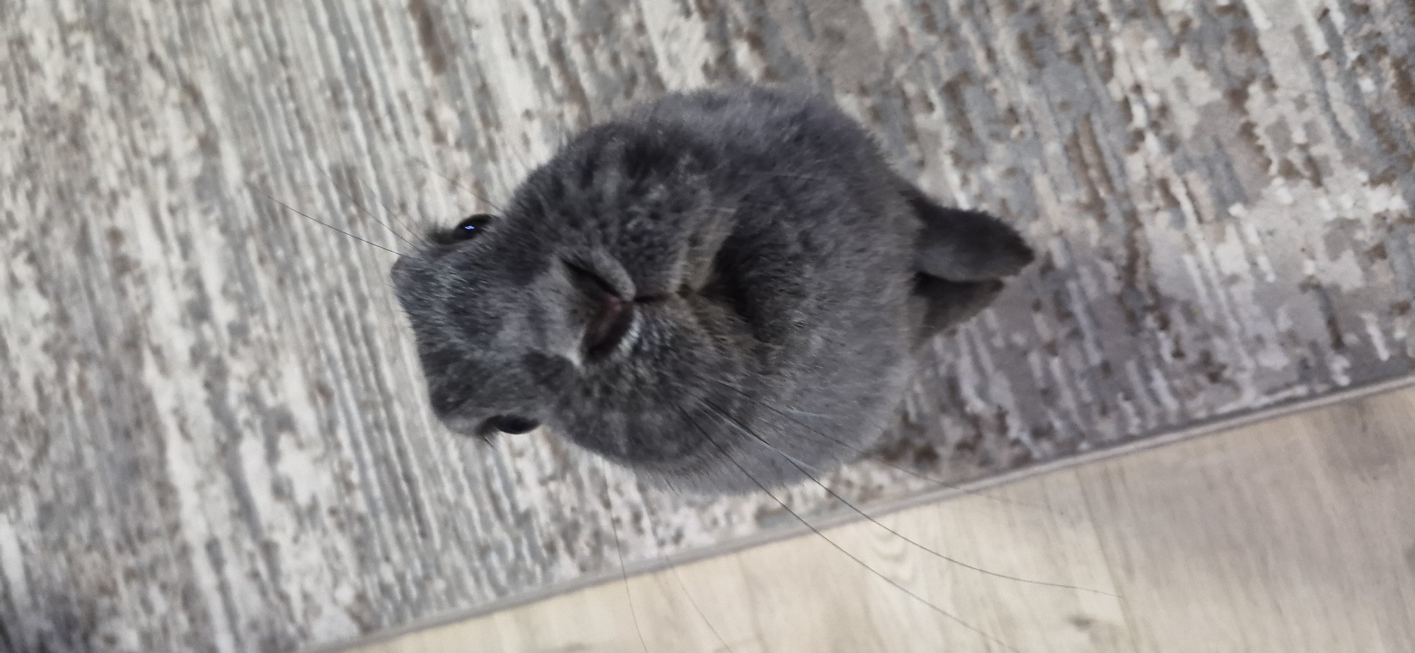 A close-up, high-angle shot captures a grey rabbit standing on a patterned rug indoors. The rabbit's head is the primary focus, with its nose, whiskers, and eyes visible. The rug has a neutral color palette with grey and off-white stripes and abstract patterns. The background to the left of the rug appears to be a light-colored wooden floor. No specific location in Ussurijsk, Russia, can be determined from the image.