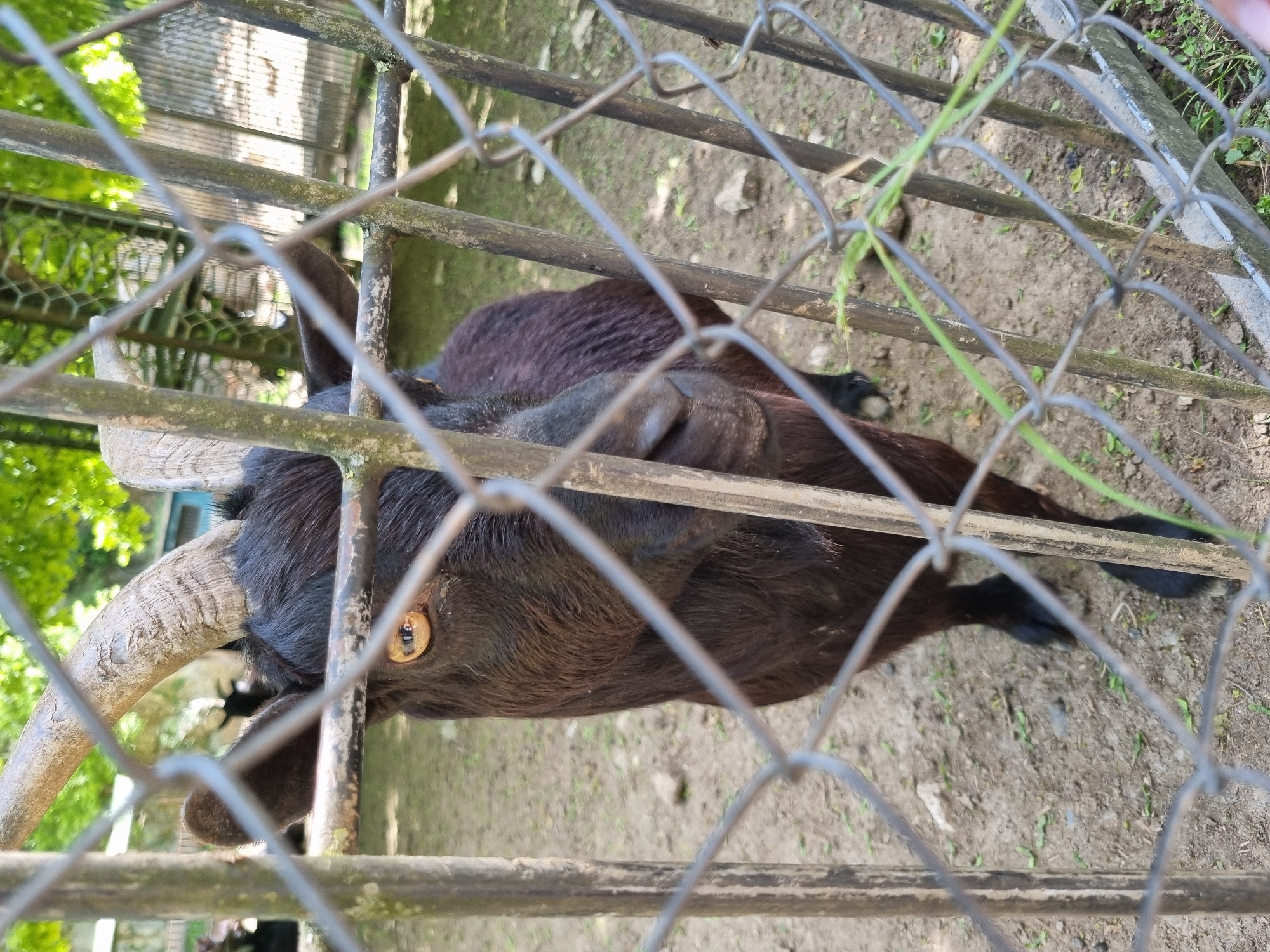The image shows a dark brown goat with large, curved horns, viewed through a metal fence. The goat is positioned sideways, facing the left side of the frame. Its head is close to the fence, with its amber eye visible. The environment includes dirt ground and hints of greenery visible in the background. Based on information available, the goat is likely located in the zoo in the city of Pleven, Bulgaria.
