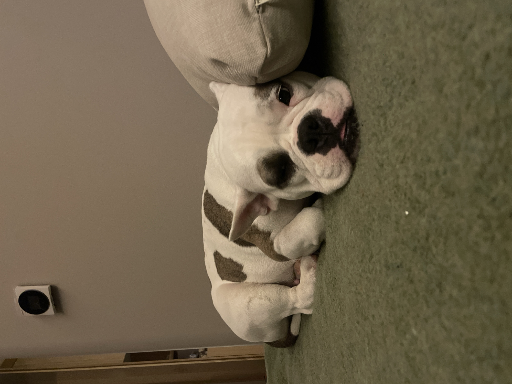 The image shows a white bulldog puppy with brown spots lying on a green, textured surface that appears to be a couch or rug. The puppy is curled up, with its head resting near a light-colored, stuffed pillow. The dog's face is turned towards the camera. A light switch or other small electrical device is visible on the wall in the background. The wall is a neutral, light brown color. There is no evidence that this image was taken in the city of Πόρτες, Greece.