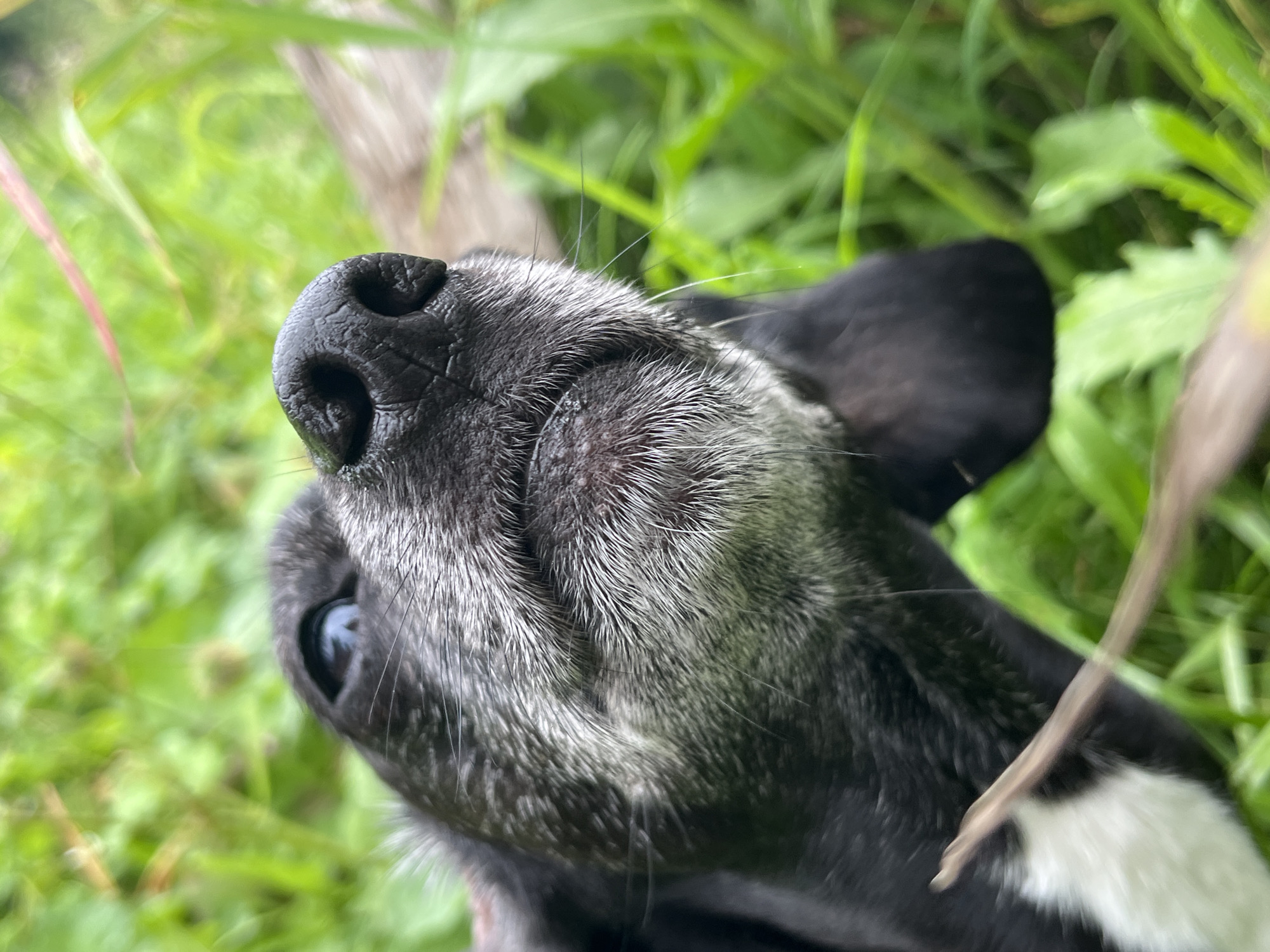 The image is a close-up, low-angle shot of a dog's face, with the dog's snout and one eye prominently featured. The dog is black with graying fur around its muzzle, suggesting it is an older dog. Its eye is a light blue. The background is blurred and consists of green grass and foliage. There is a thin, dry branch in the foreground, partially obscuring the dog's lower jaw and chest. The image does not contain any information that would allow for its location in Nizhny Tagil, Russia.