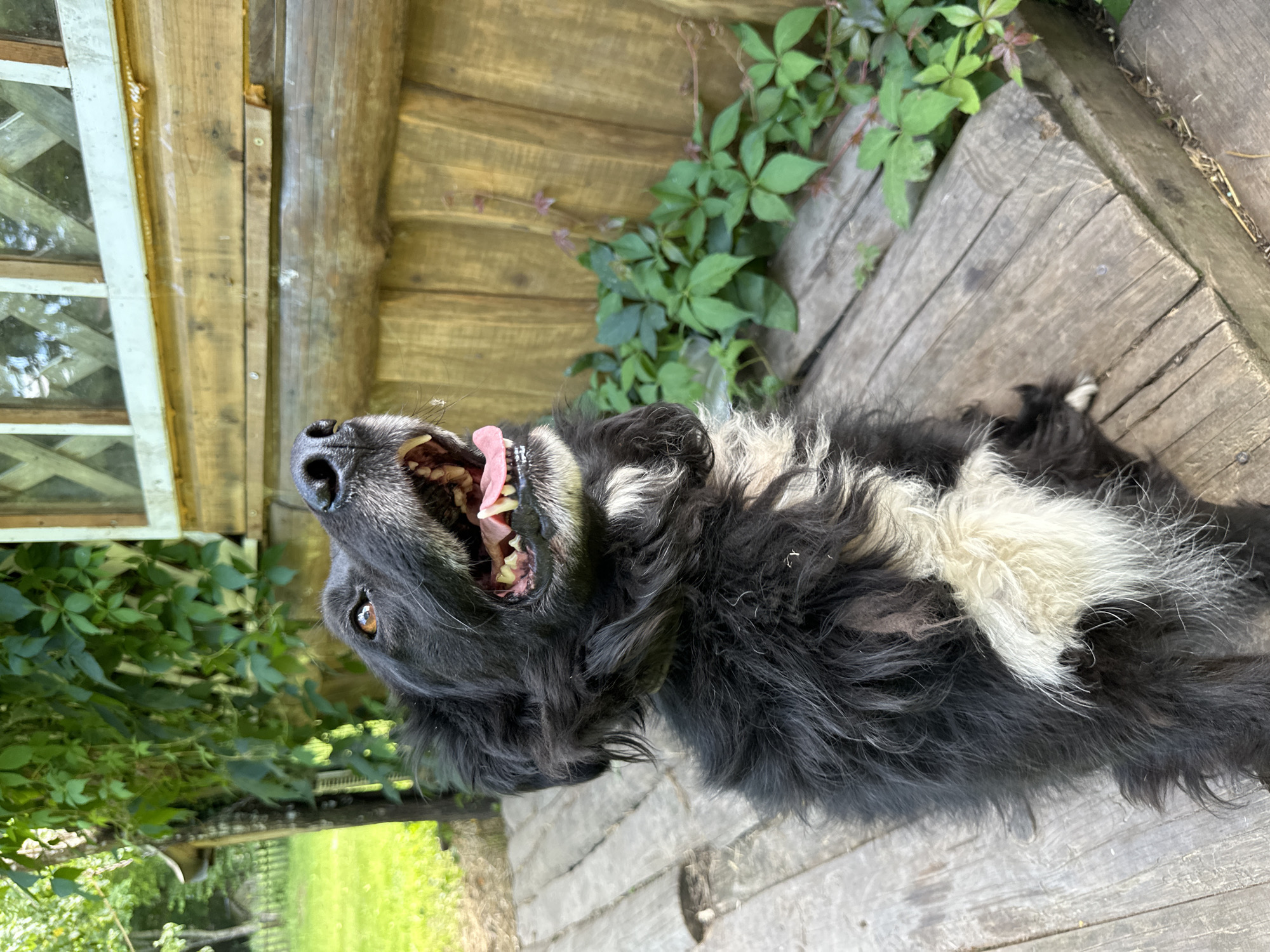 A medium-sized, shaggy black and white dog with its mouth open sits on a wooden deck in front of a rustic wooden building. The dog's tongue is visible, and it appears to be panting or looking up at something. Green foliage grows along the side of the building. The location is the village of Norviliškės, Lithuania.