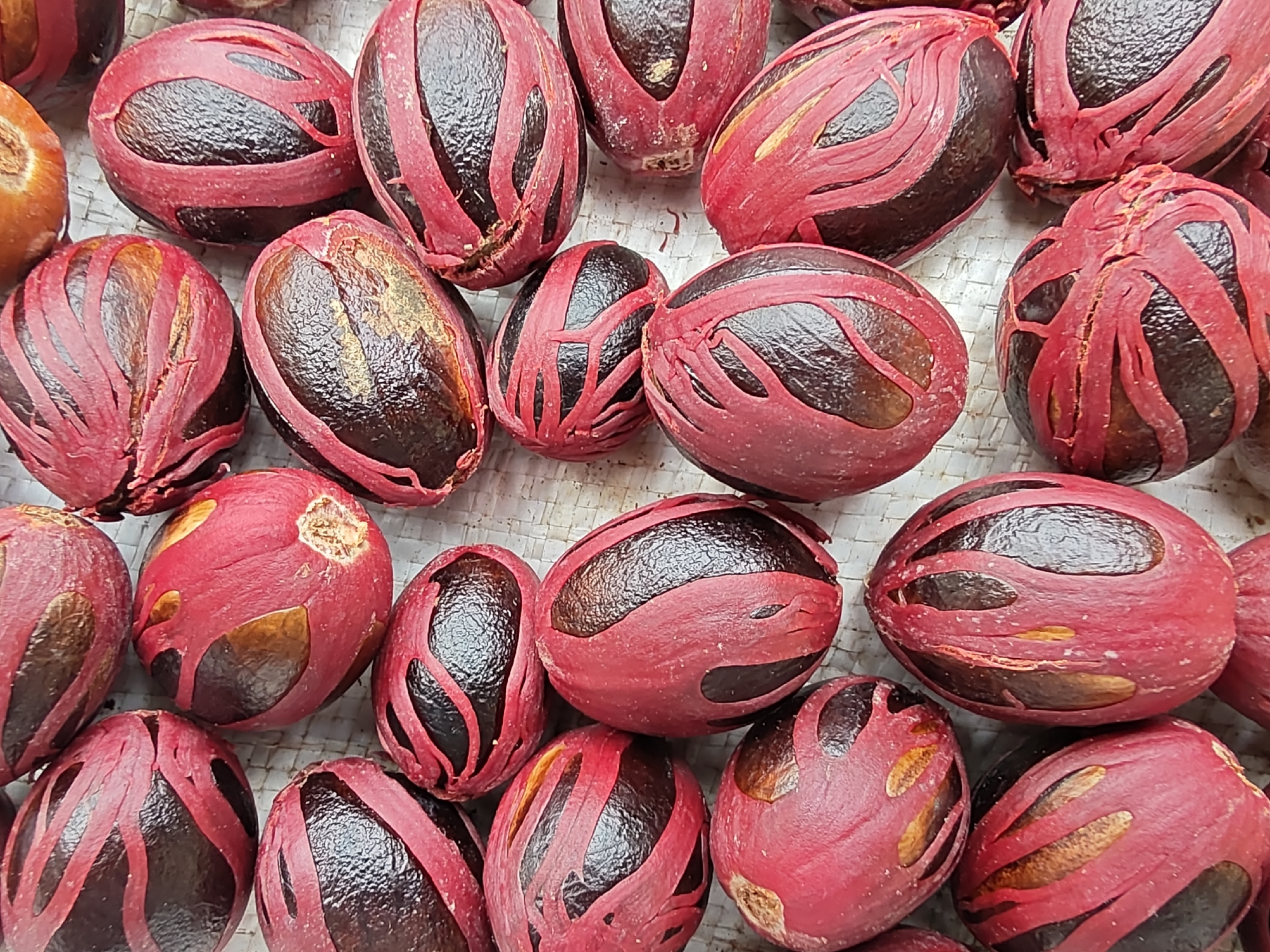 The image displays a close-up, overhead view of a collection of whole nutmegs, still encased in their bright red arils. The nutmegs are oval-shaped and predominantly dark brown, with the red aril splitting open in a lace-like pattern to reveal parts of the shell. The arils have a textured, somewhat leathery appearance, and some exhibit variations in color, with lighter, almost golden patches visible. The nutmegs are arranged haphazardly on a surface that appears to be a woven mat or similar textured material, giving a sense of natural presentation. The lighting suggests an indoor setting or perhaps an overcast day, as there are no harsh shadows. The focus is sharp on the nutmegs, highlighting their details and textures. There is no visible text or any indication of human presence, activity, or event. The scene is static and focuses solely on the raw product. Given the location context of Meunasahalue, Indonesia, this image likely represents nutmeg harvested in that region, showcasing its natural state before processing.