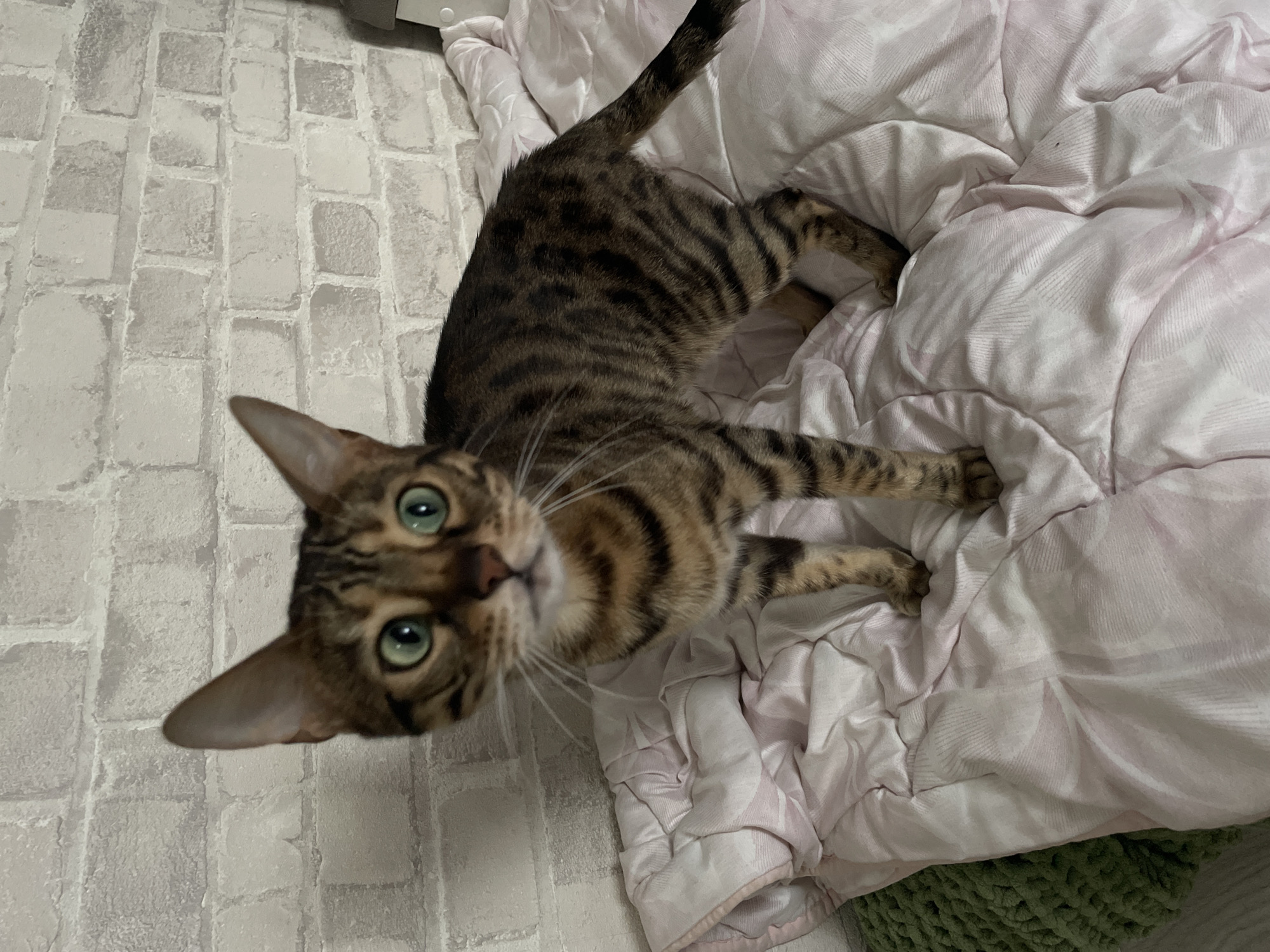 A Bengal cat with green eyes and brown and black spotted fur stands on a pink and white patterned comforter in front of a white brick-patterned wallpaper. The cat is facing the camera with its head tilted slightly to the left. The comforter is draped over a bed. A green knitted object is visible on the left side of the image, partially covered by the comforter. There is no indication of the city of Kamyshlov, Russia, in the image.